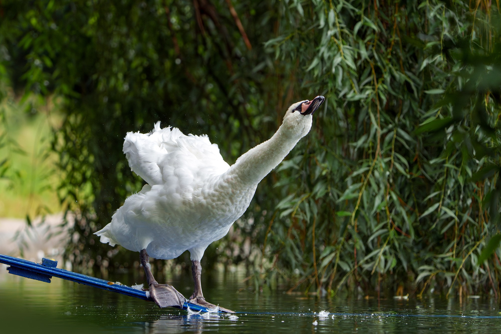 Удивительные мир птиц. Вокруг нас столько прекрасного — присмотритесь!. Ваш личный фотограф Марина Волкова