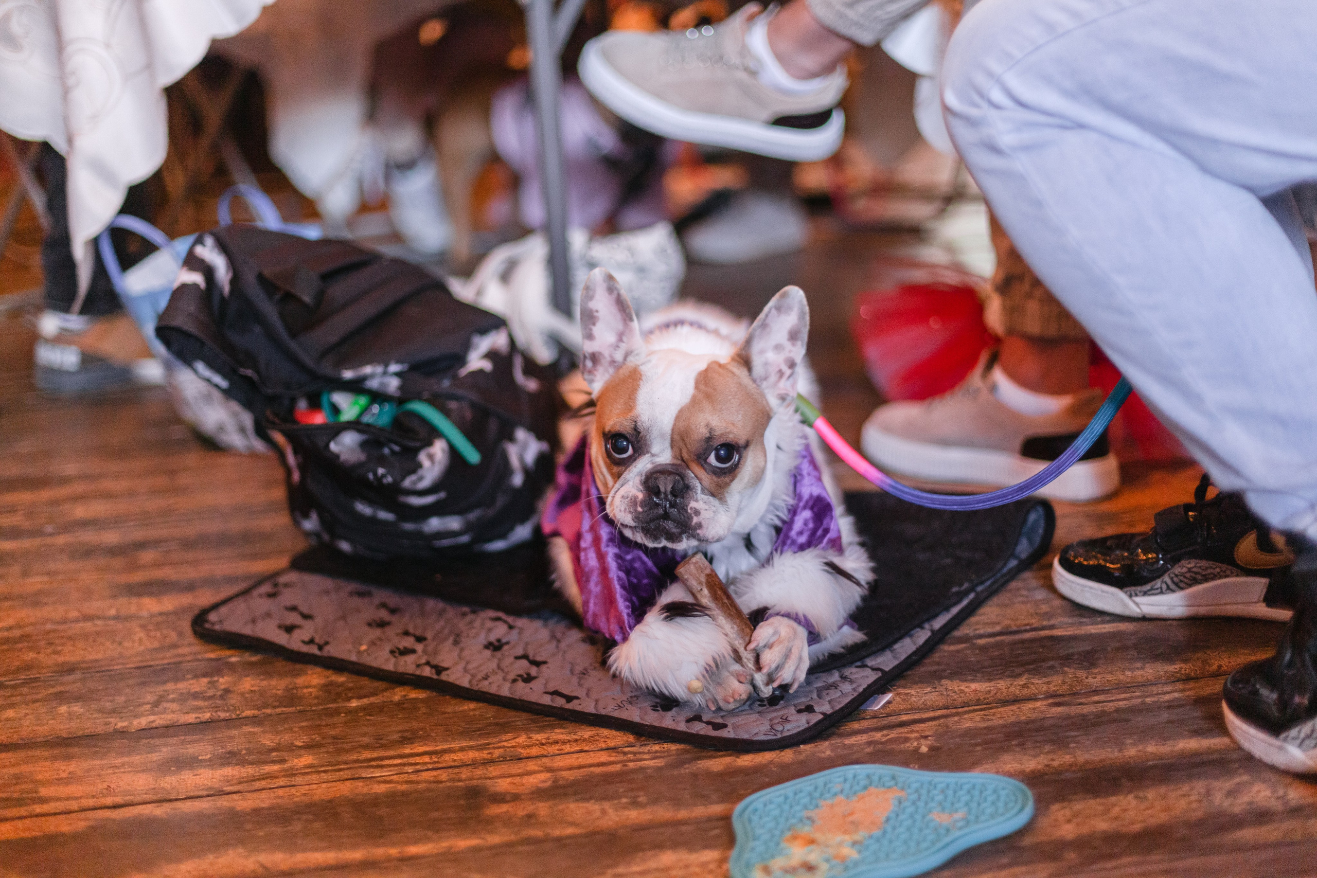 Бульбалл 23.04.2023. Фотограф-анималист Татьяна Степанова