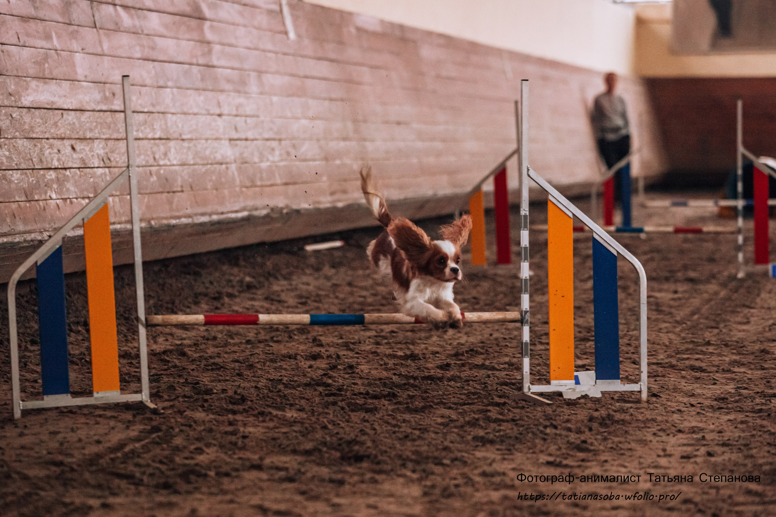 Соревнования по Аджилити 25.02.2024. Фотограф-анималист Татьяна Степанова
