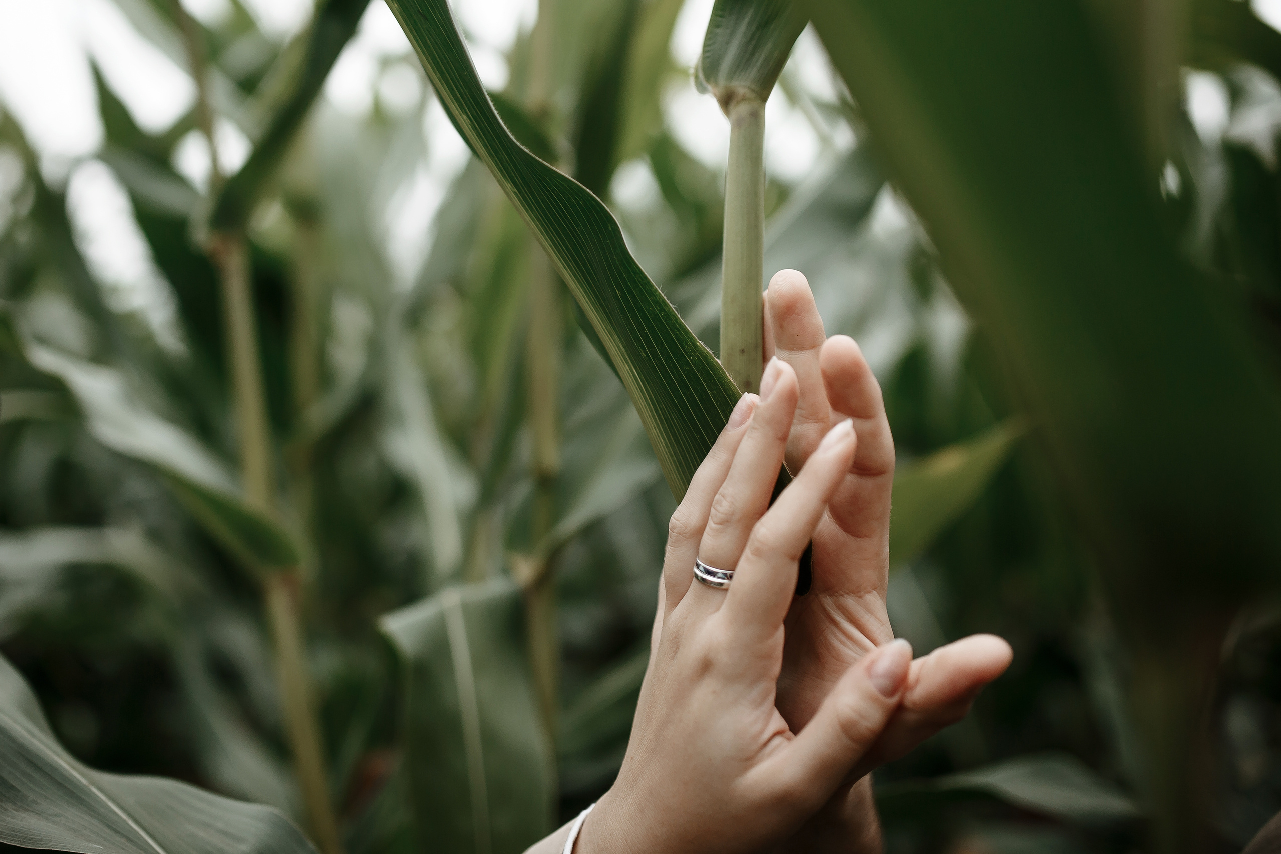 Александр и Анна. Свадебный фотограф Колесников Антон