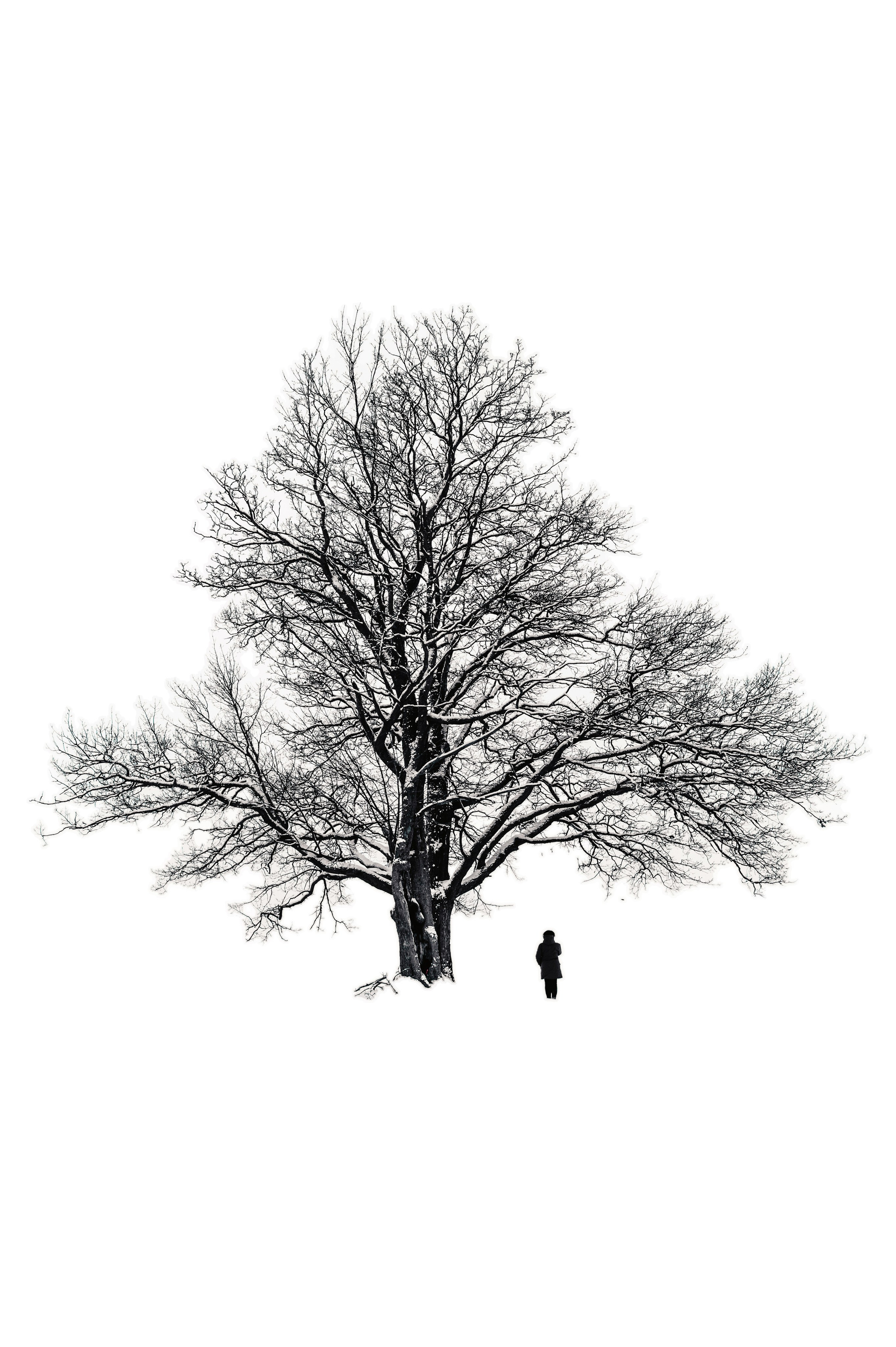 Чёрно-белая фотография одинокого человека у огромного заснеженного дерева в зимнем поле. Минимализм и одиночество в снежной пустоши...  Фотограф Евгений Мальцев.