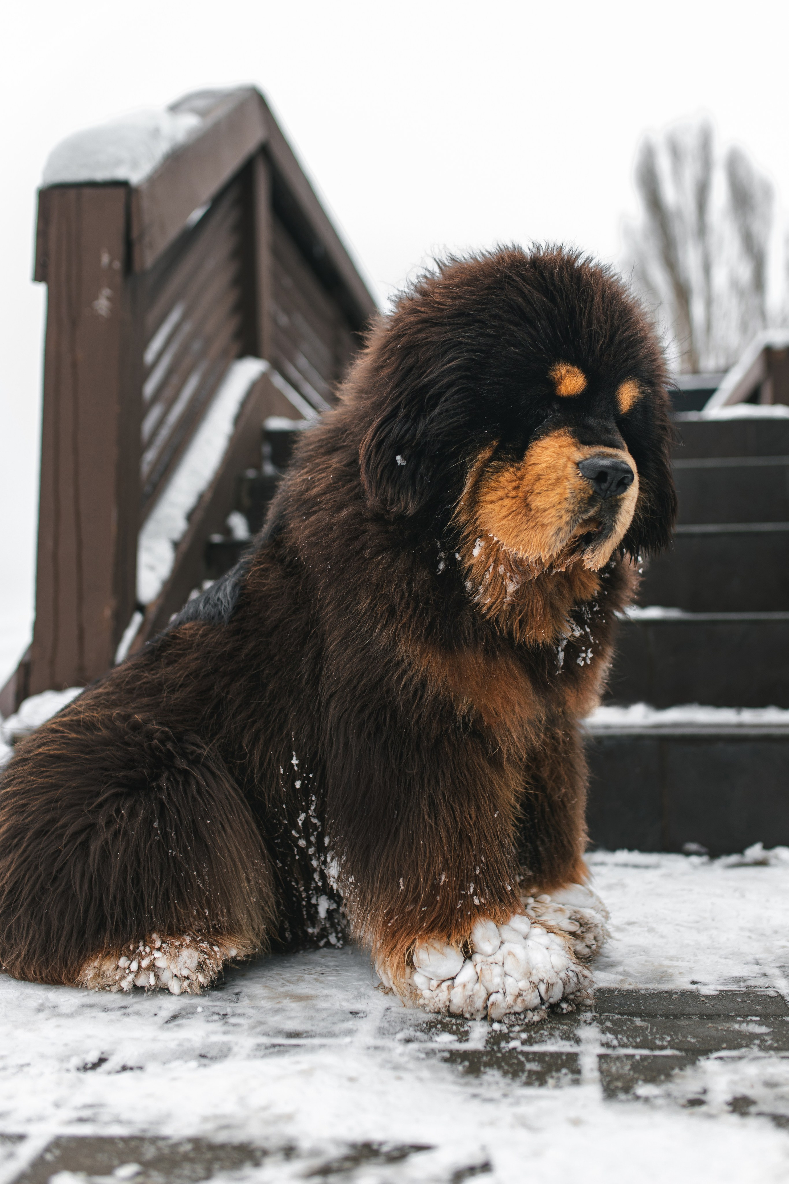 ZHU NI HAO YUN CHENGGONG DOG: медведица в снегу. Портретный и репортажный фотограф в Воронеже: Анастасия Пузикова