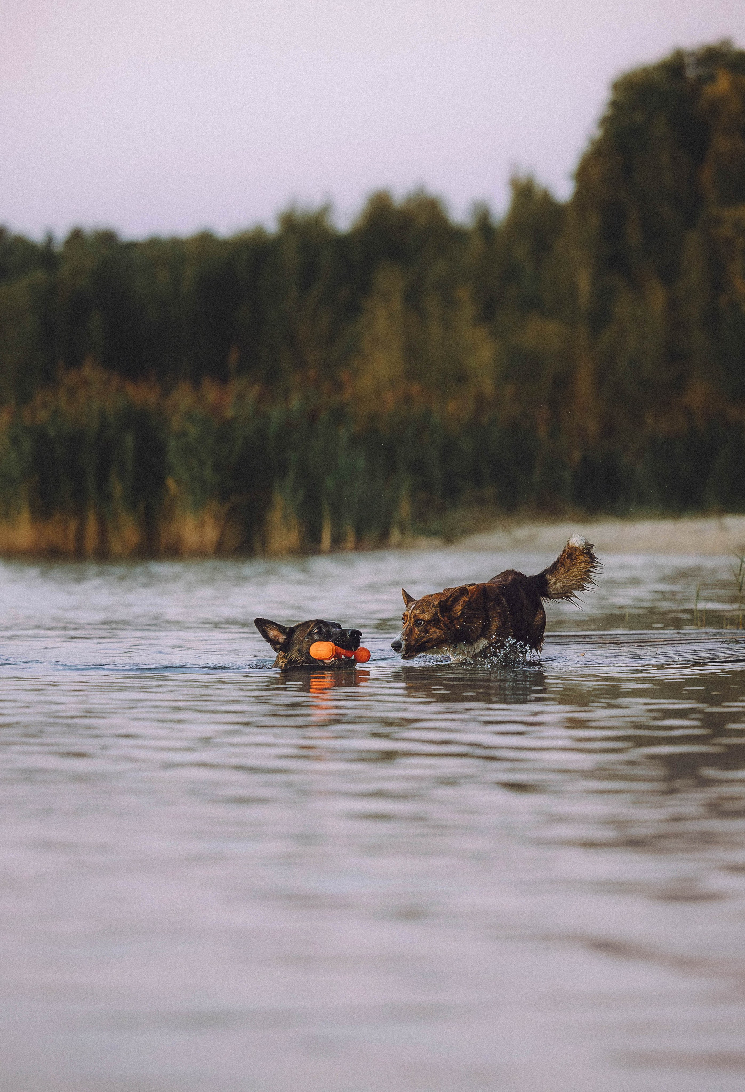 Таня, Ерш и Оллик