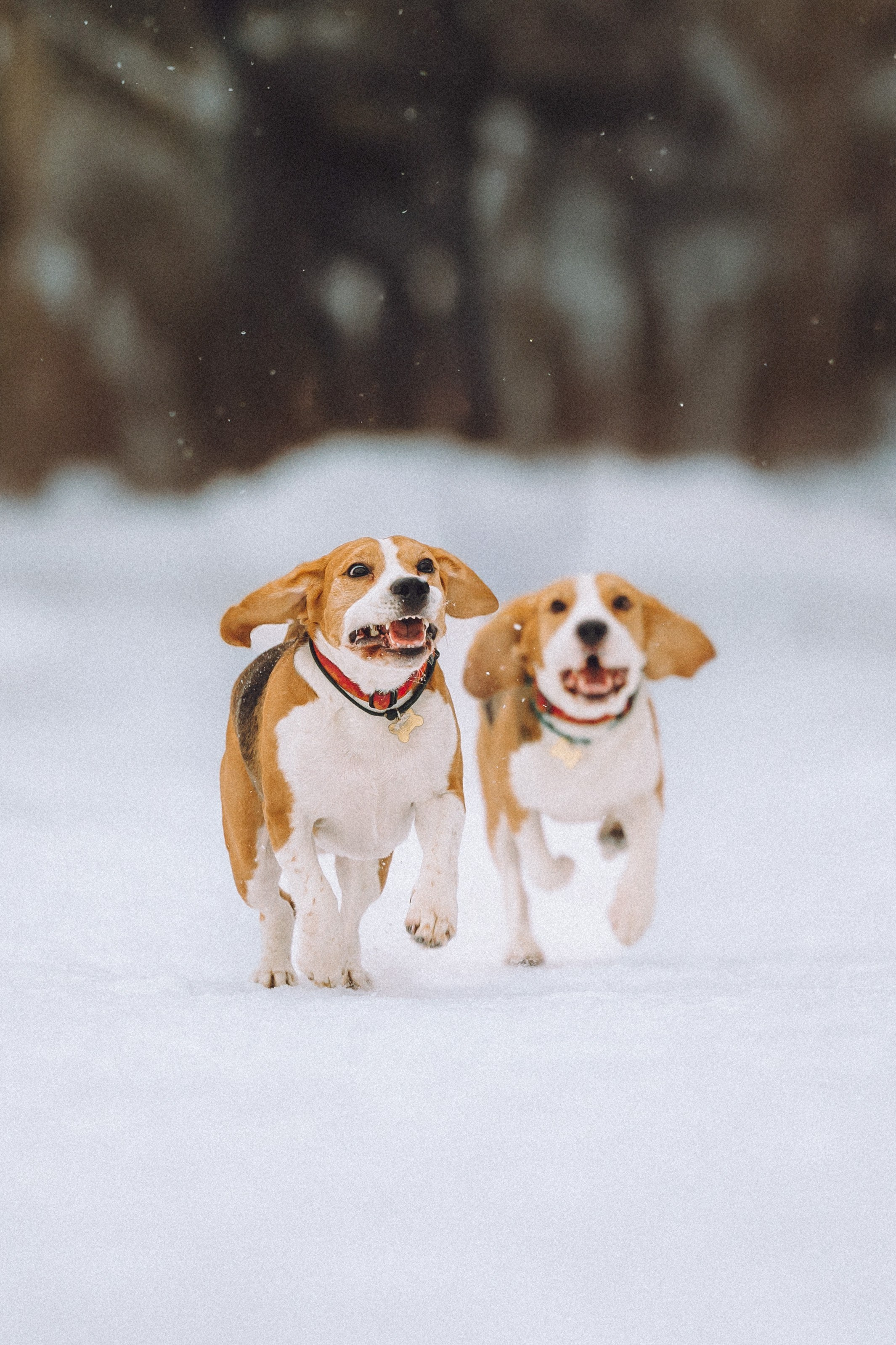 Роман, Портер и Коррес