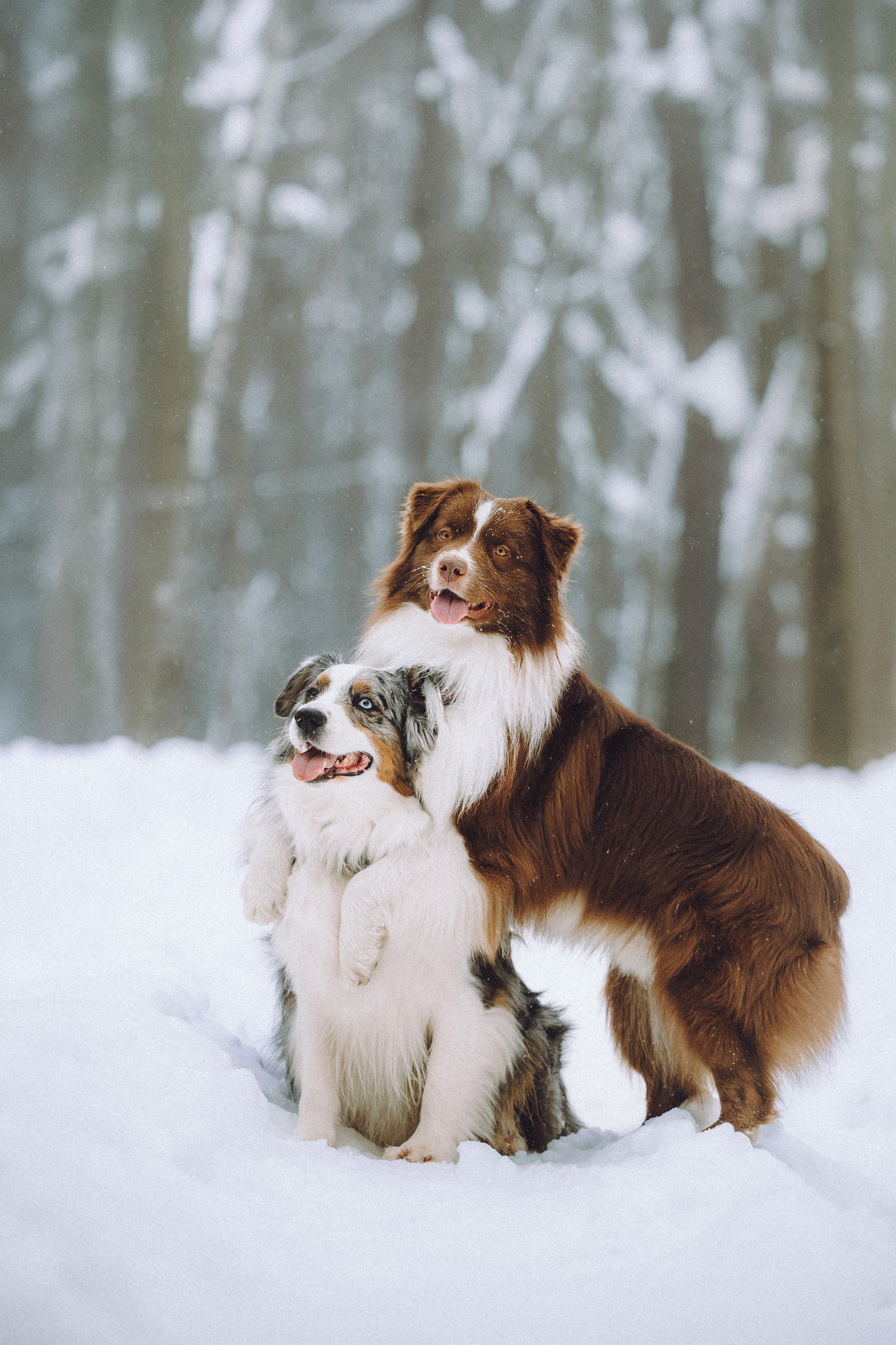 Лена, Принц и Фенек