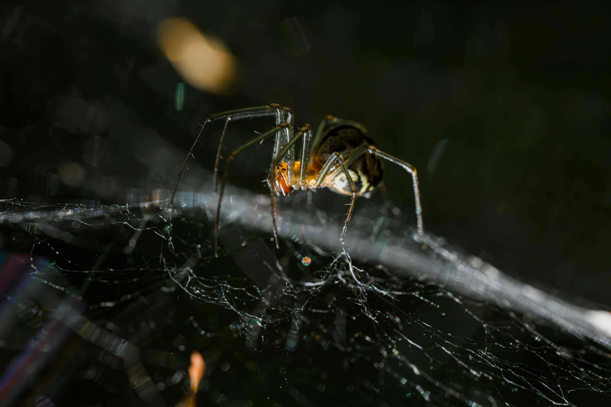 Пауки Жуки. Фотограф Александр Смирнов