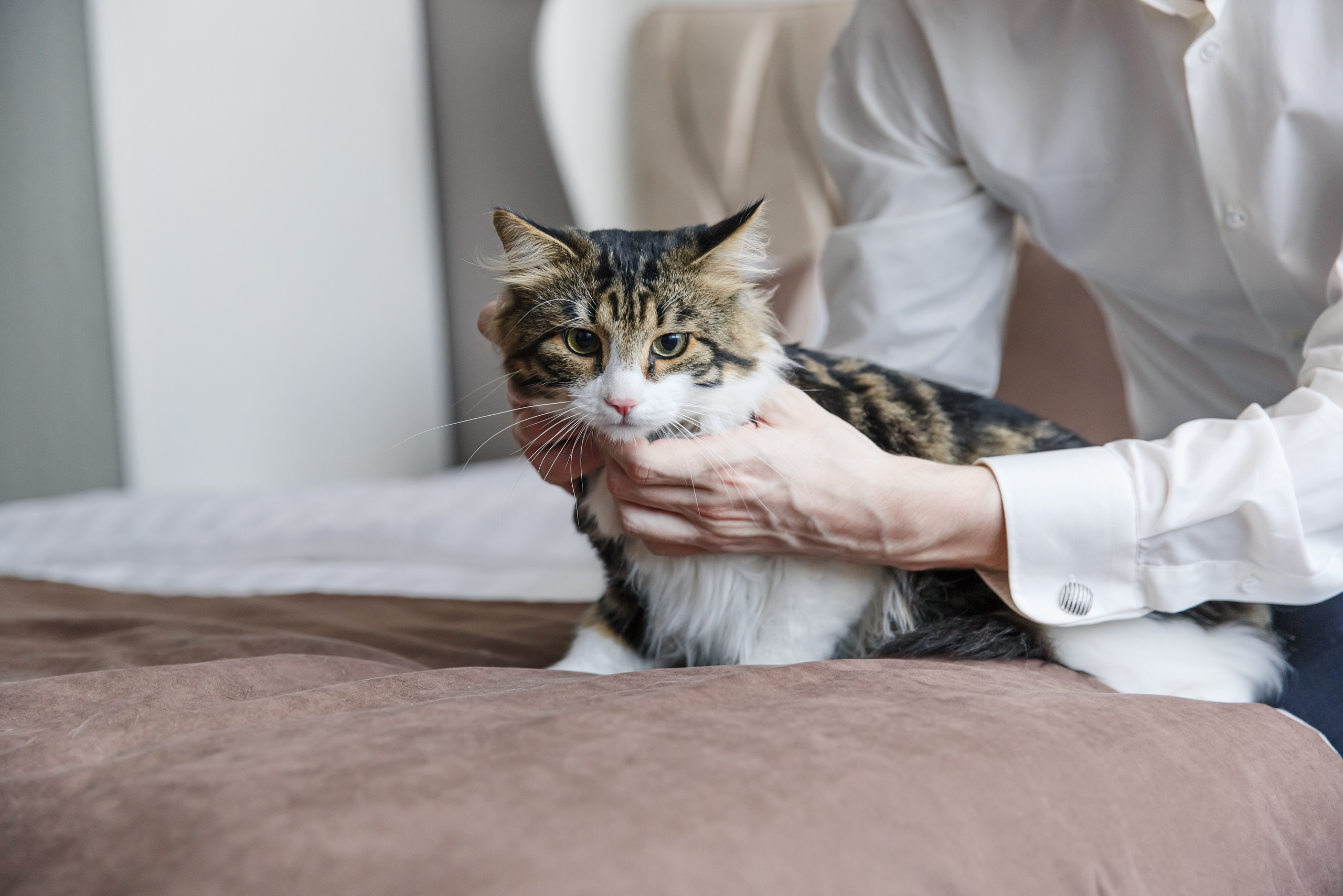 Валерия и Алексей. Свадебный и семейный фотограф  во Владивостоке Ольга Украинец