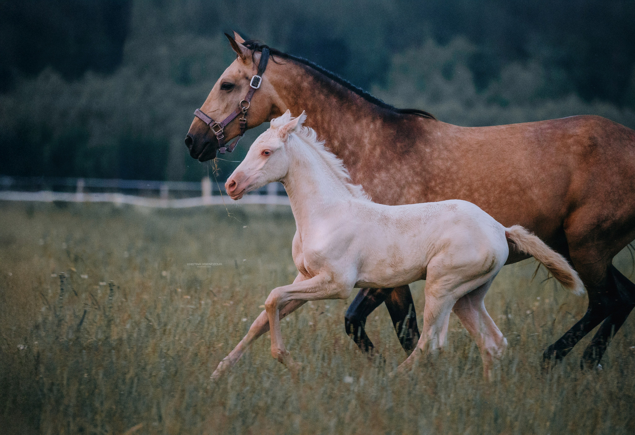 В движении. Фотограф-анималист Ксендзова Кристина