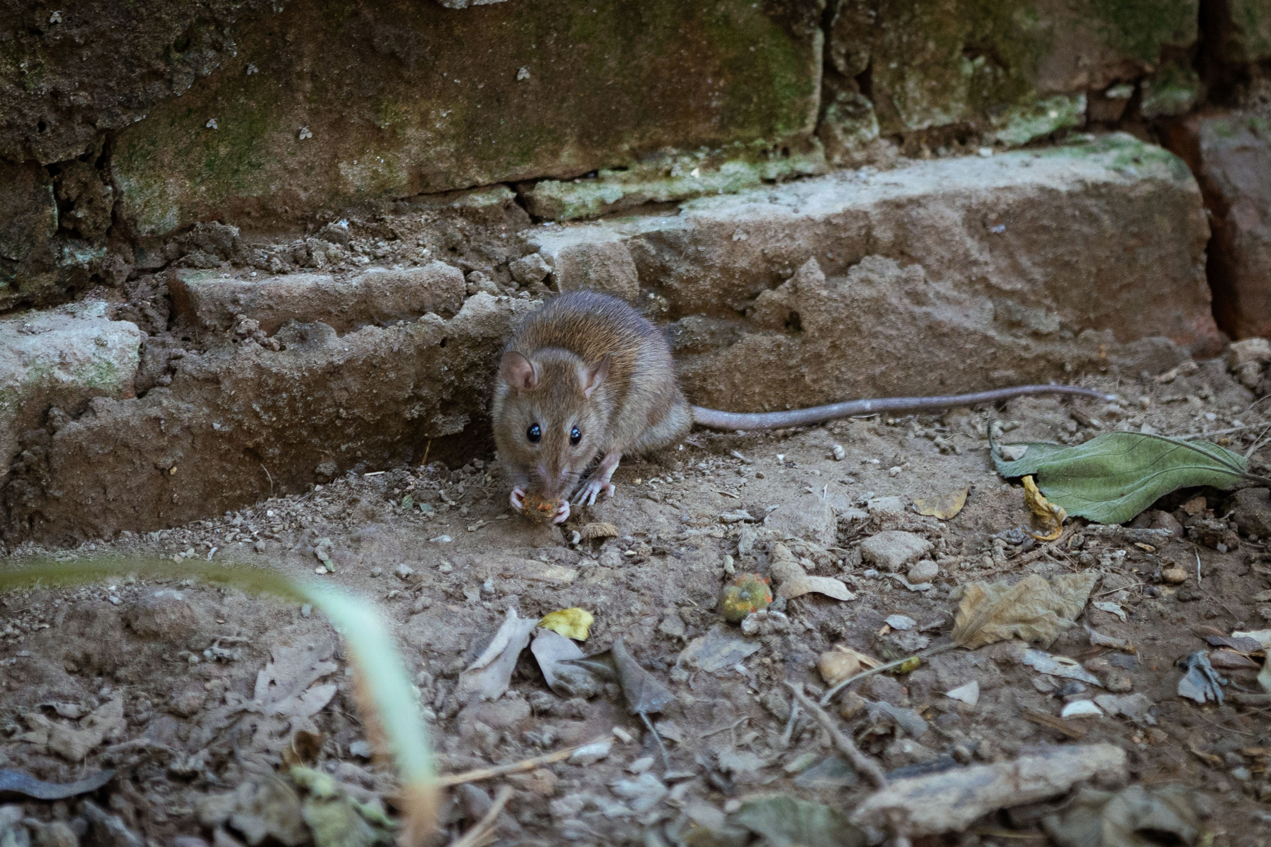 Вьетнам (зима 2025-2026). Фотограф Виноградов Константин