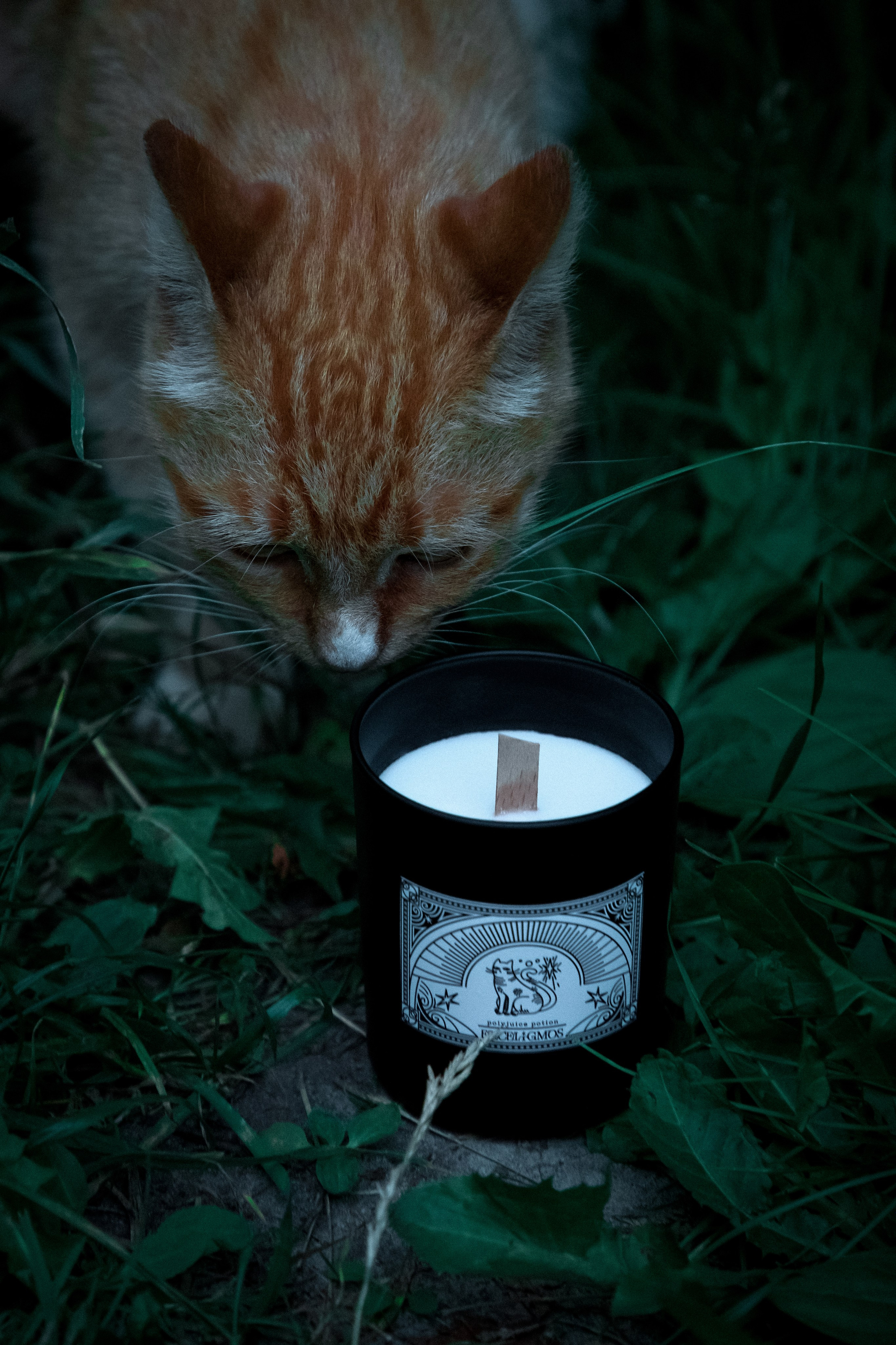 Exceligmos. Фотограф Анастасия Сонина