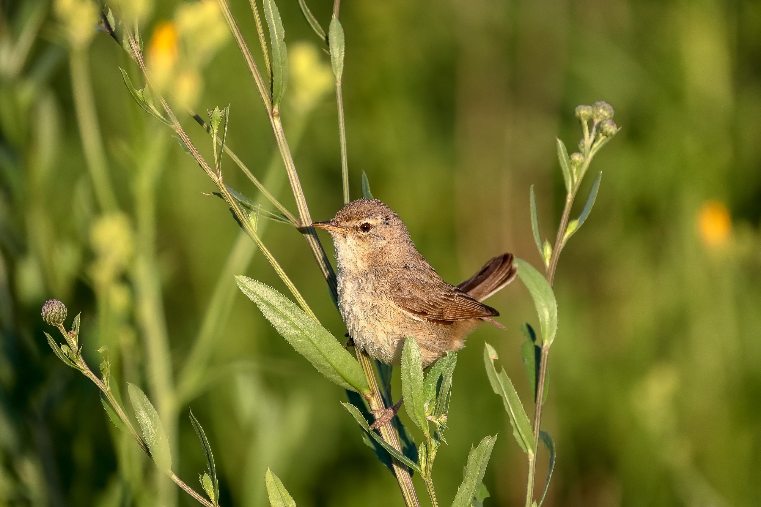Болотная камышовка певчая птица