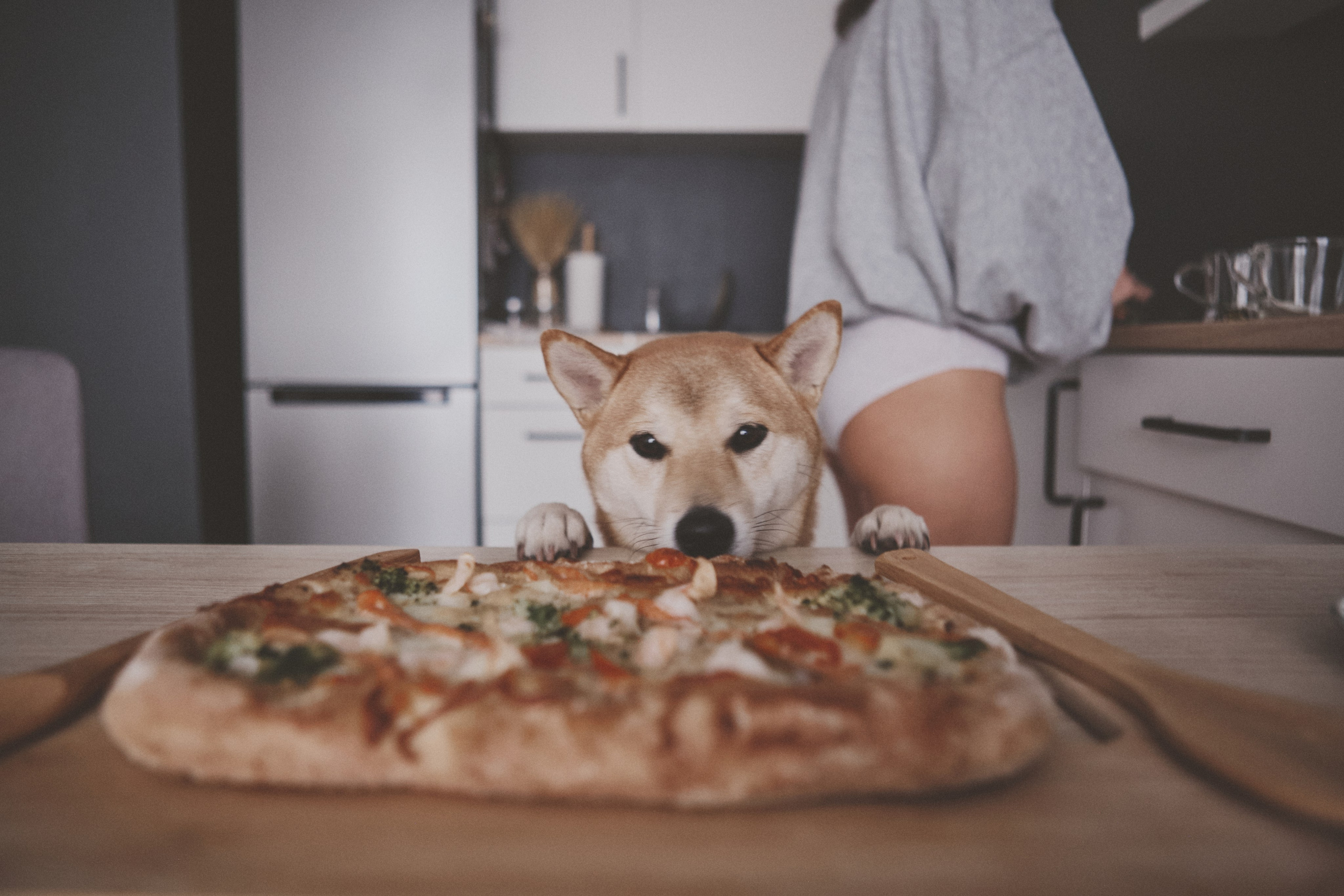 Masha. Portrait, family and pet photographer in Cyprus, Ksenia Bourdelle