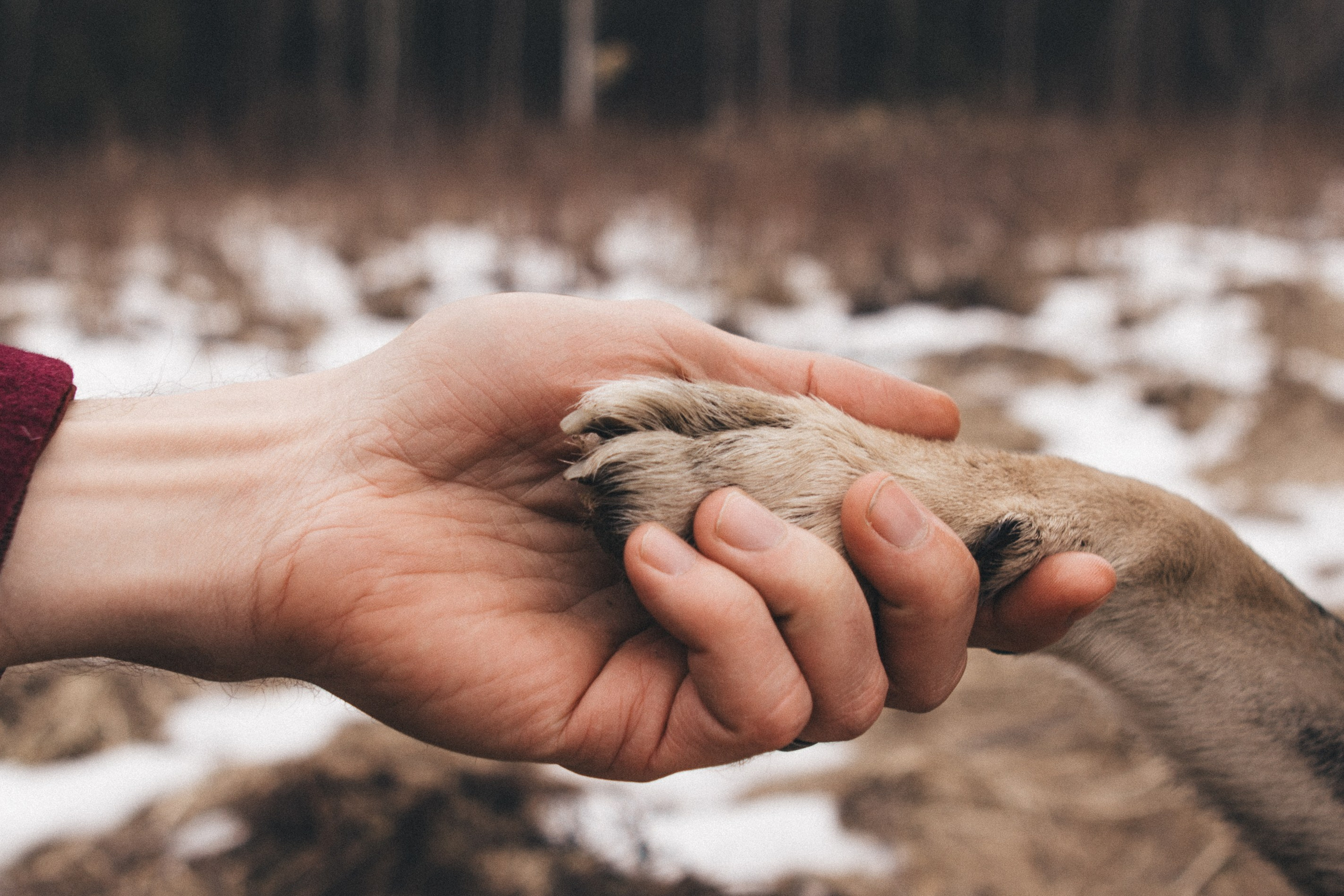 Portrait, family and pet photographer in Cyprus, Ksenia Bourdelle