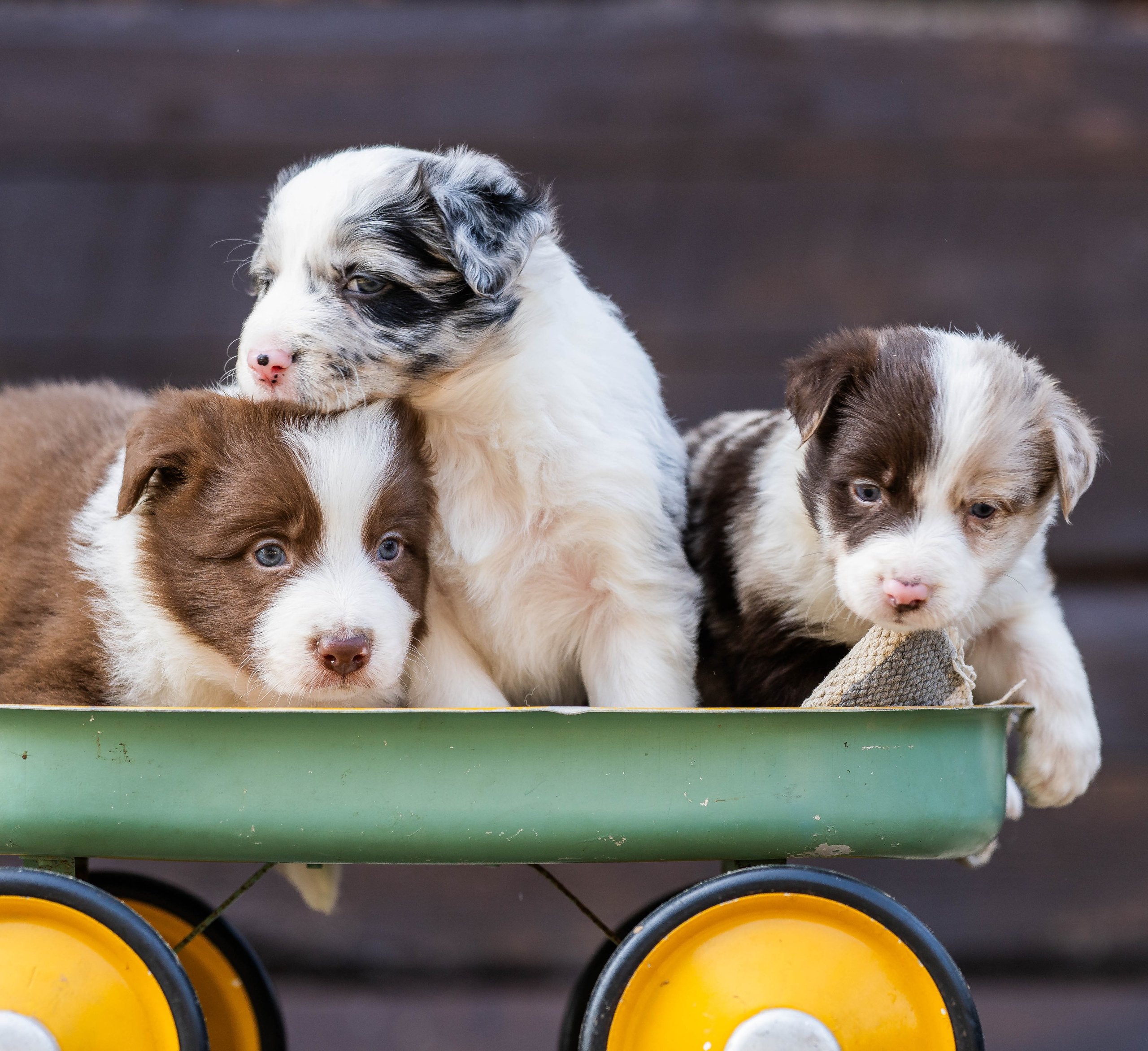 Фритсвит. Семейный фотограф Ефремова Виктория