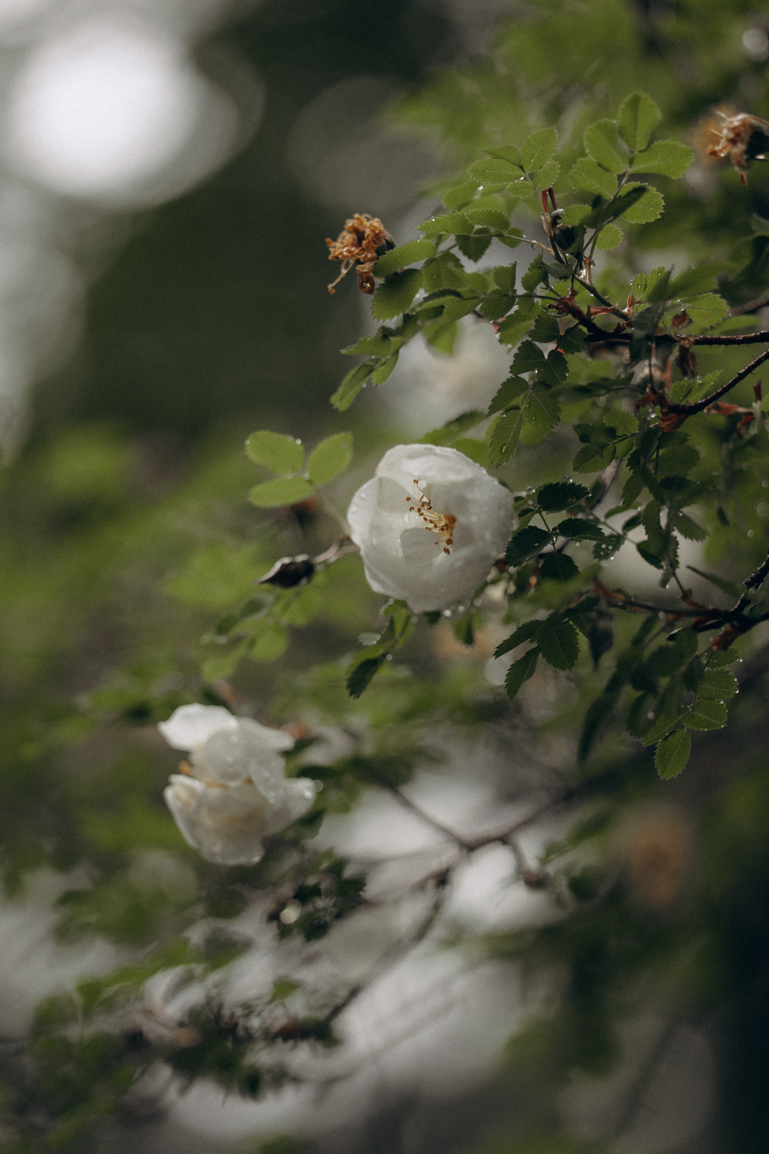 Настасья и кот Шалфей. Фотограф анималист в Казани Алина Сулейманова. Фотограф животных