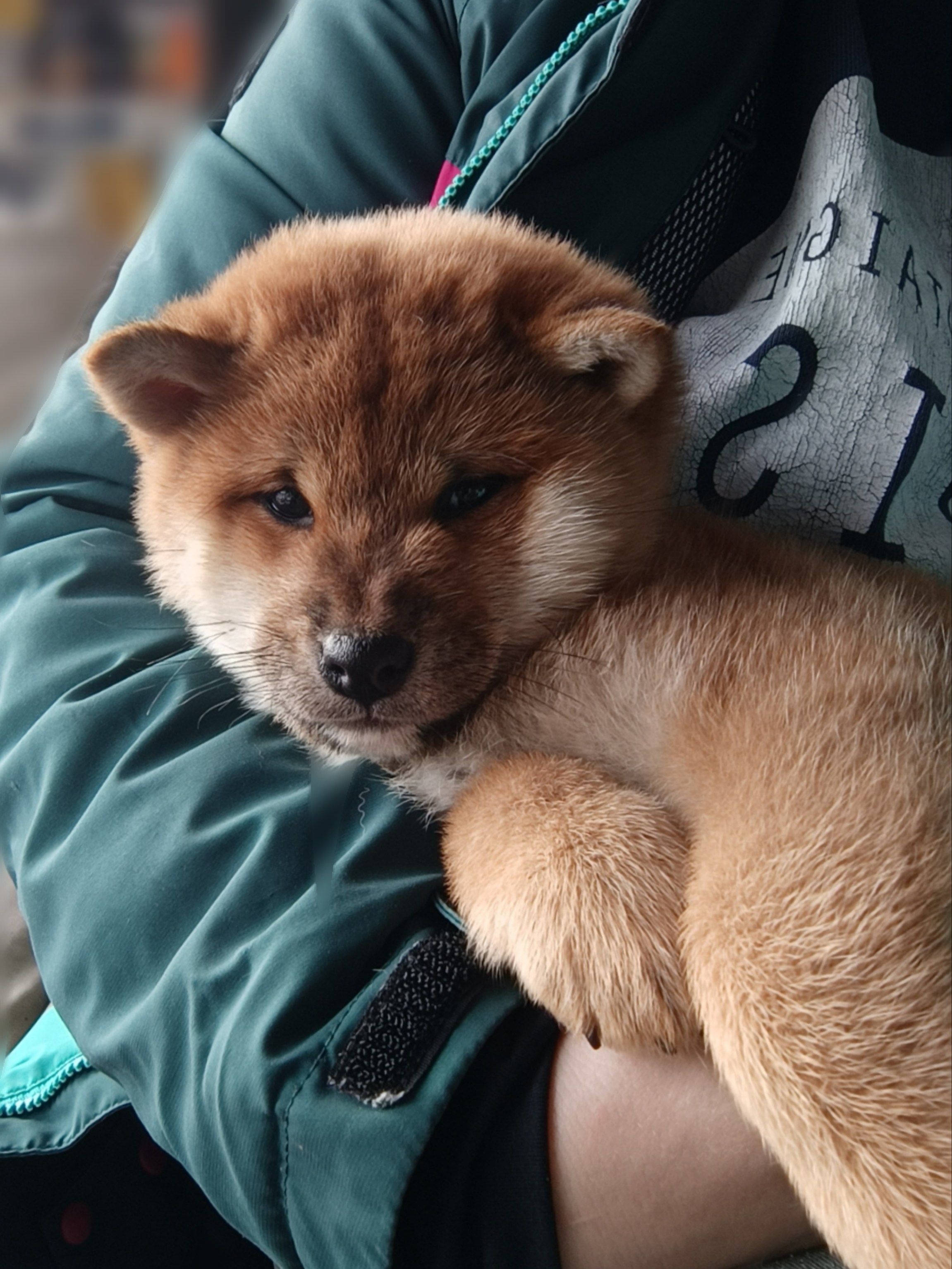 Сиба Rubylight Ellis питомник Рубилайт 