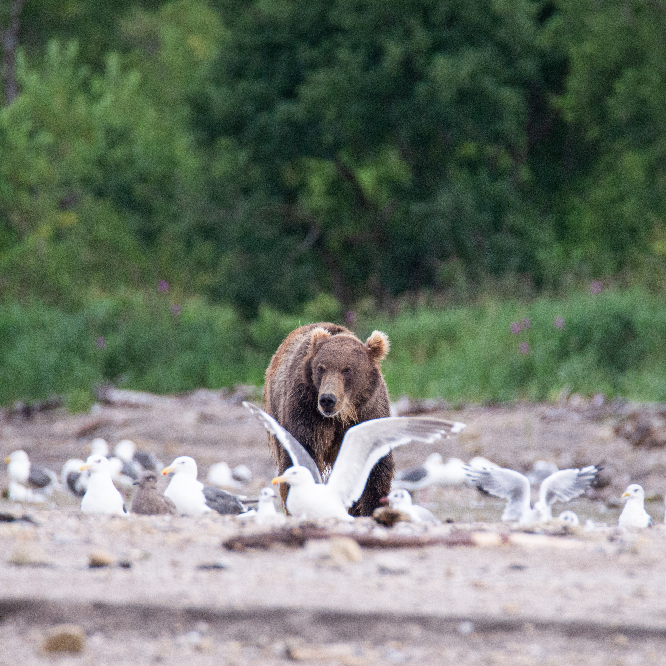 Камчатка — земля медведей. Игорь Иванко — Репортажный и событийный фотограф. Москва