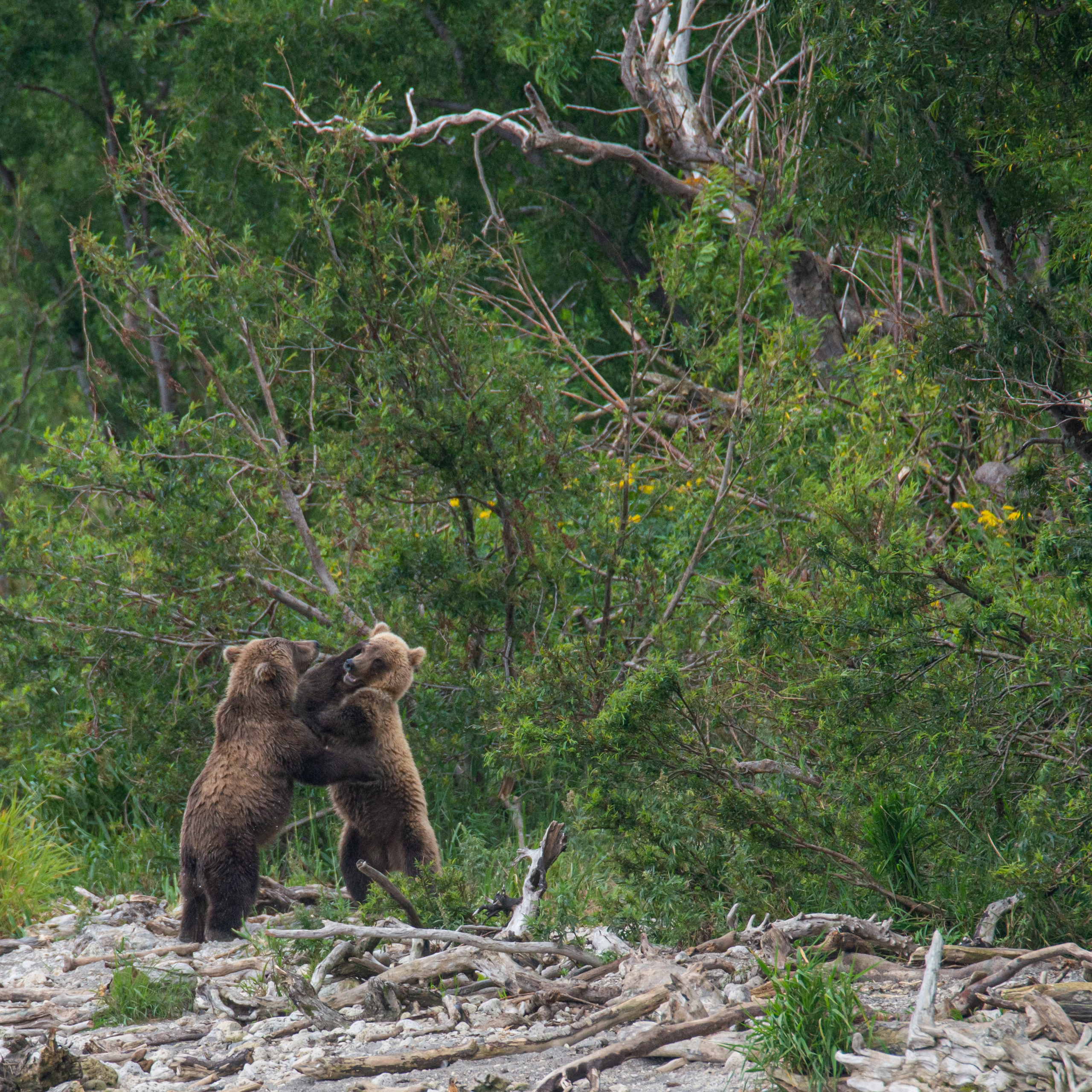 Камчатка — земля медведей. Игорь Иванко — Репортажный и событийный фотограф. Москва
