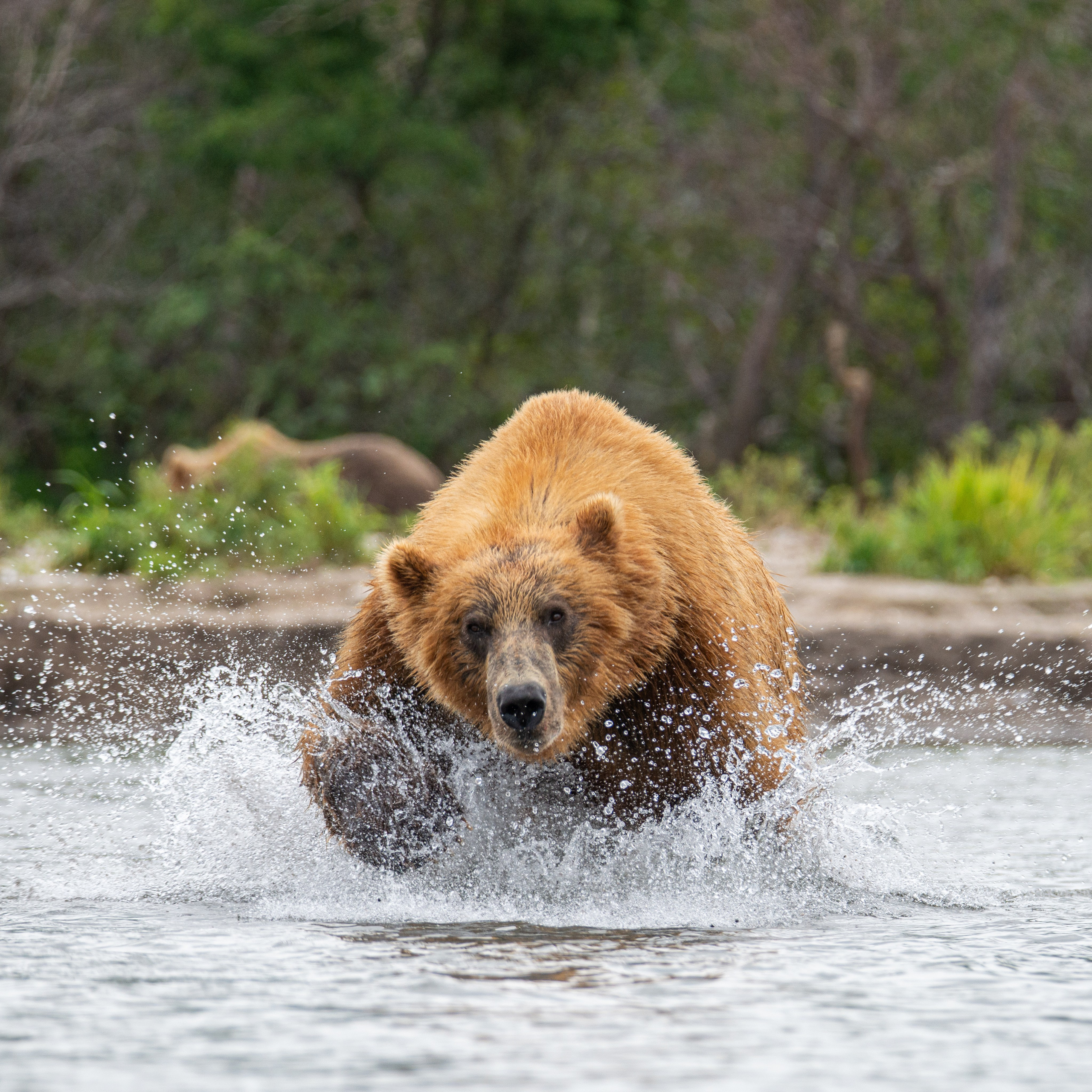 Камчатка — земля медведей. Игорь Иванко — Репортажный и событийный фотограф. Москва