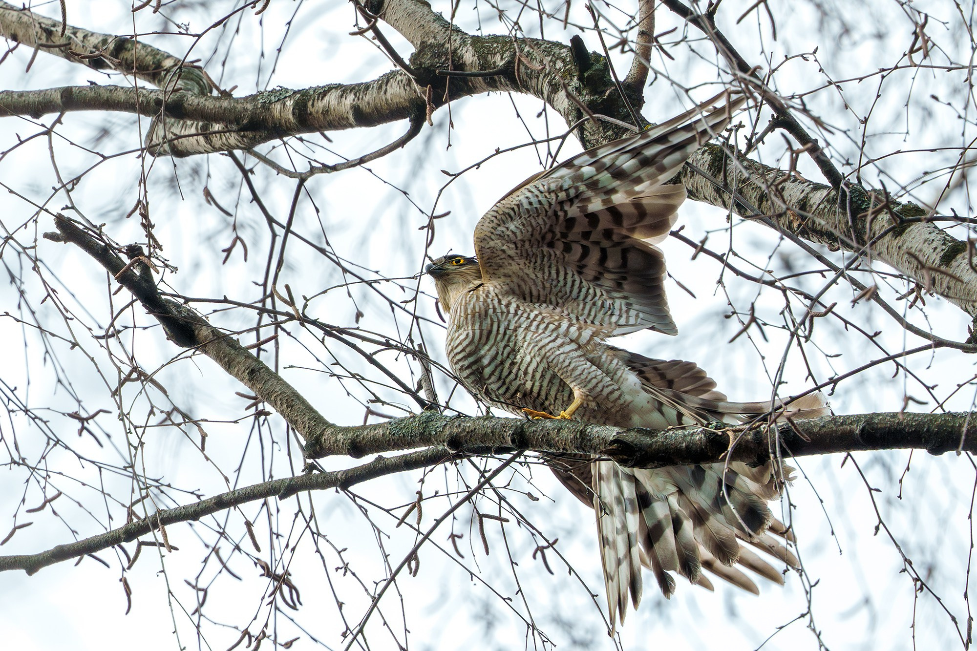 Удивительные мир птиц. Вокруг нас столько прекрасного — присмотритесь!. Ваш личный фотограф Марина Волкова