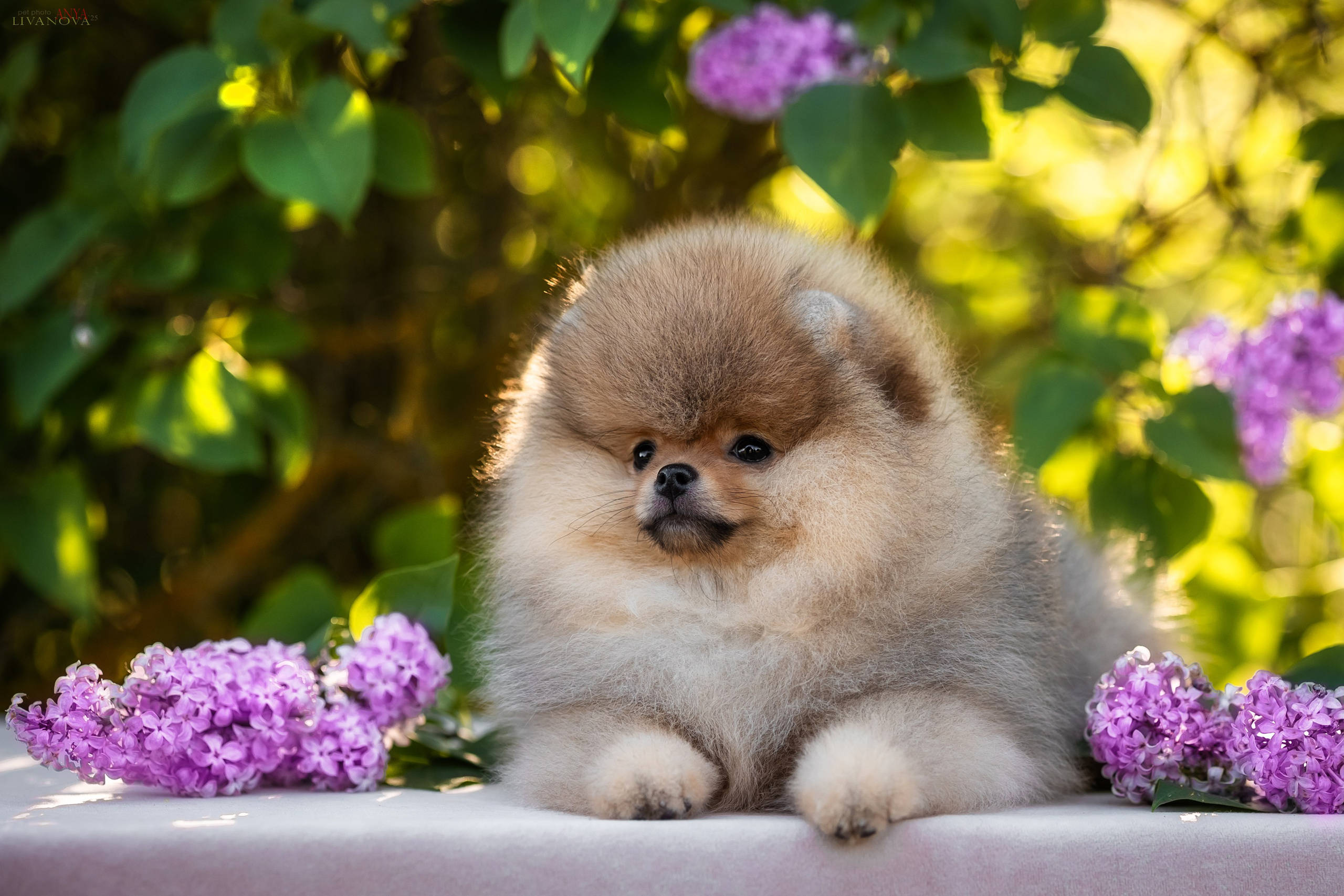 Шпичики. Фотограф анималист Аня Ливанова | Рыбинск