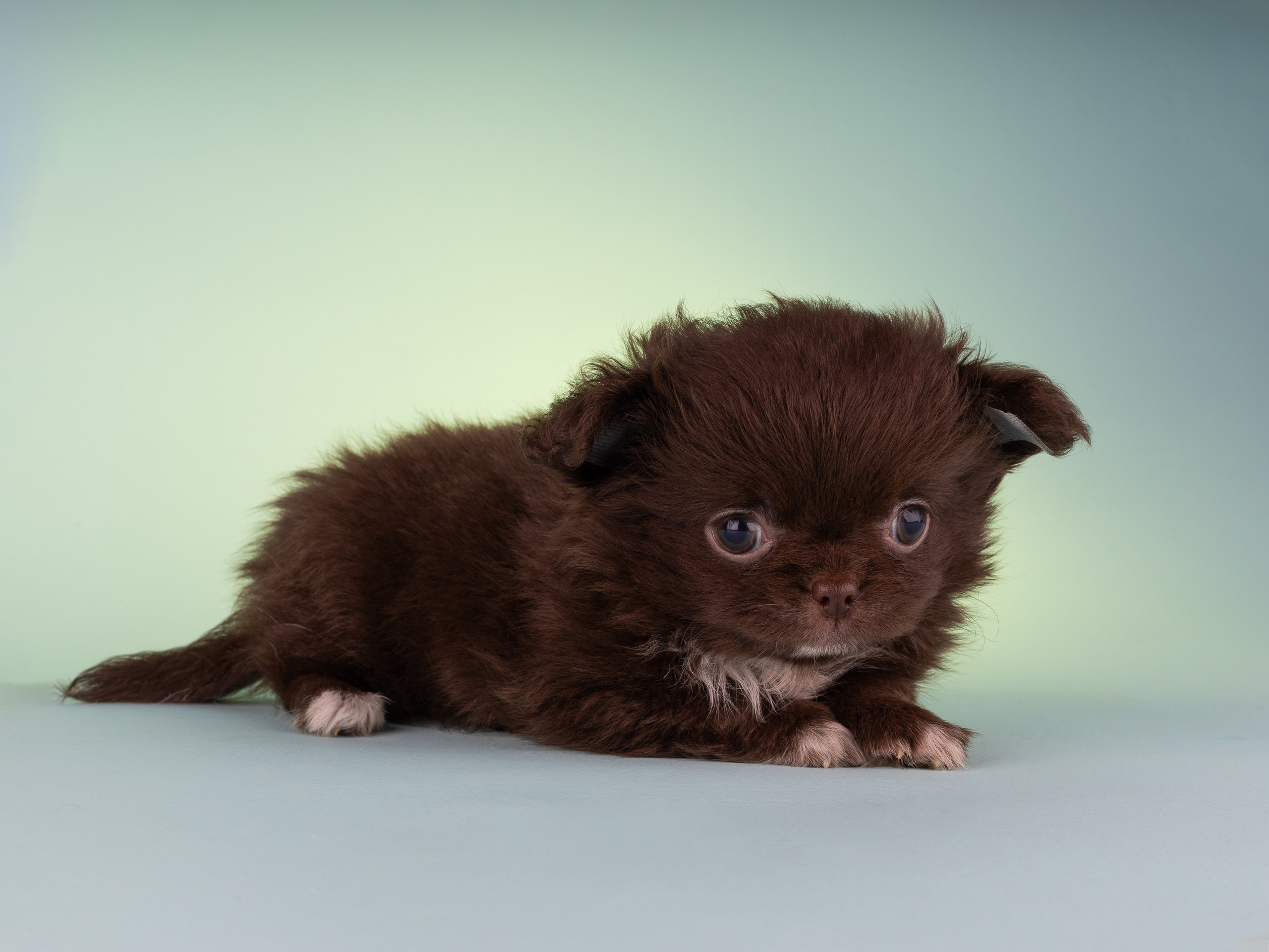 Чихуахуа (студия). Фотограф-анималист в Москве, МО и Владимире