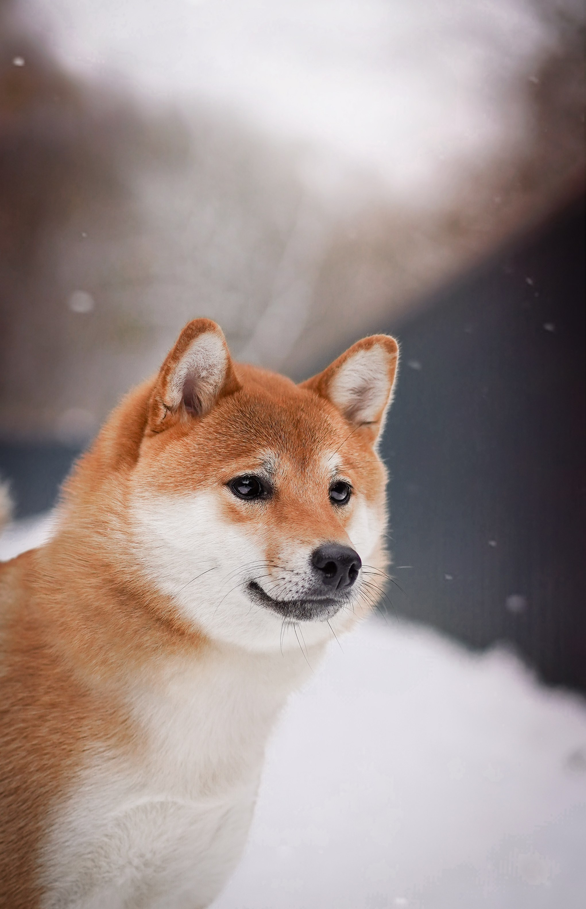 Алина и Юми. Фотограф-анималист в Санкт-Петербурге Яна Мартынова