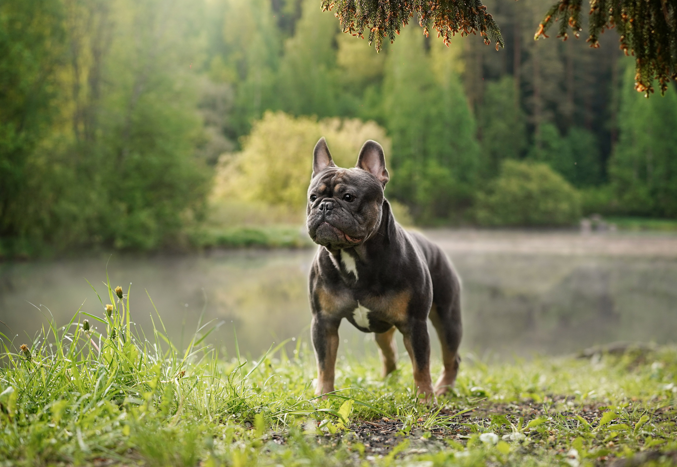 Юлия Петя и Моника. Фотограф-анималист в Санкт-Петербурге Яна Мартынова