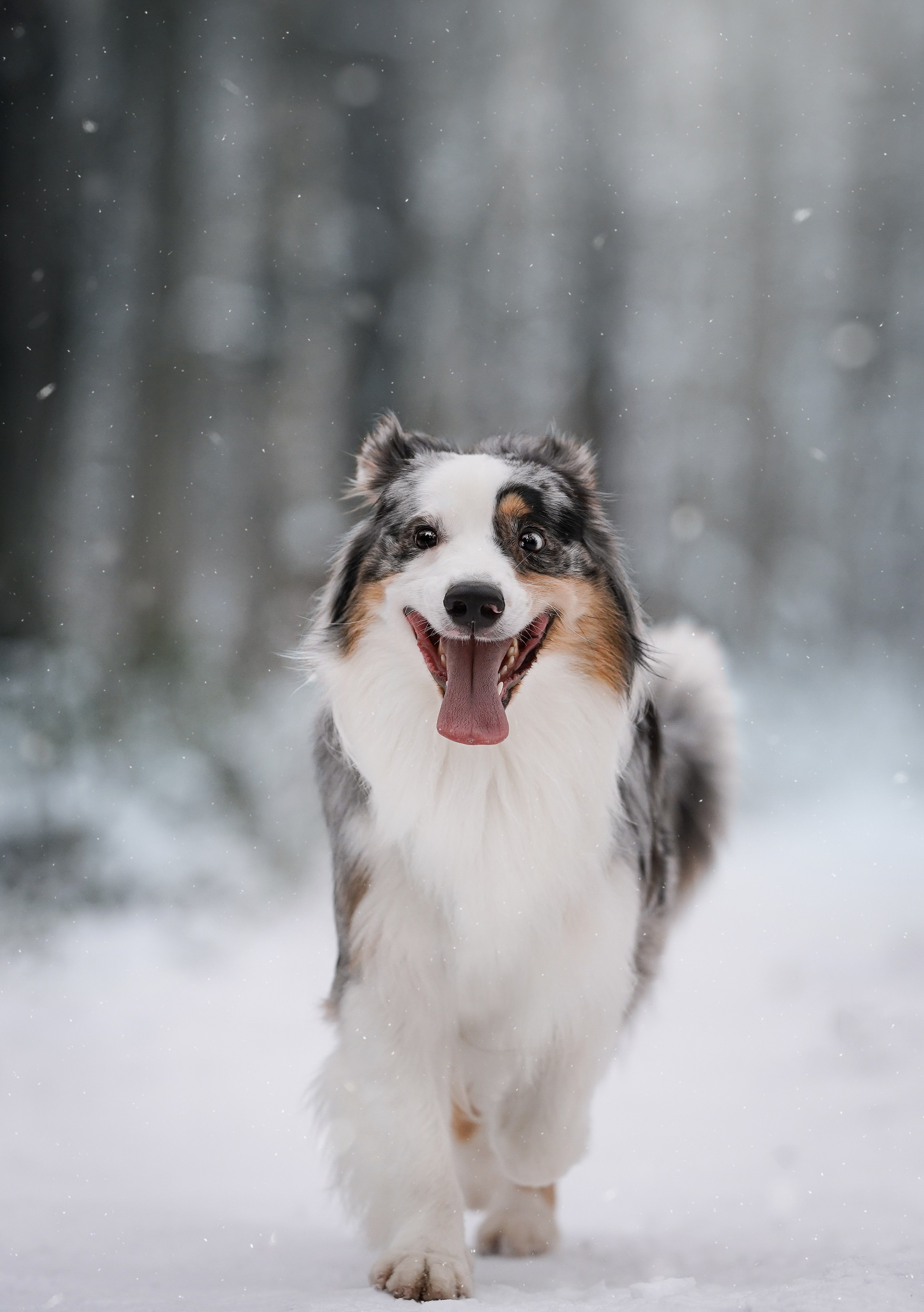 Антон Аиша и Римус. Фотограф-анималист в Санкт-Петербурге Яна Мартынова