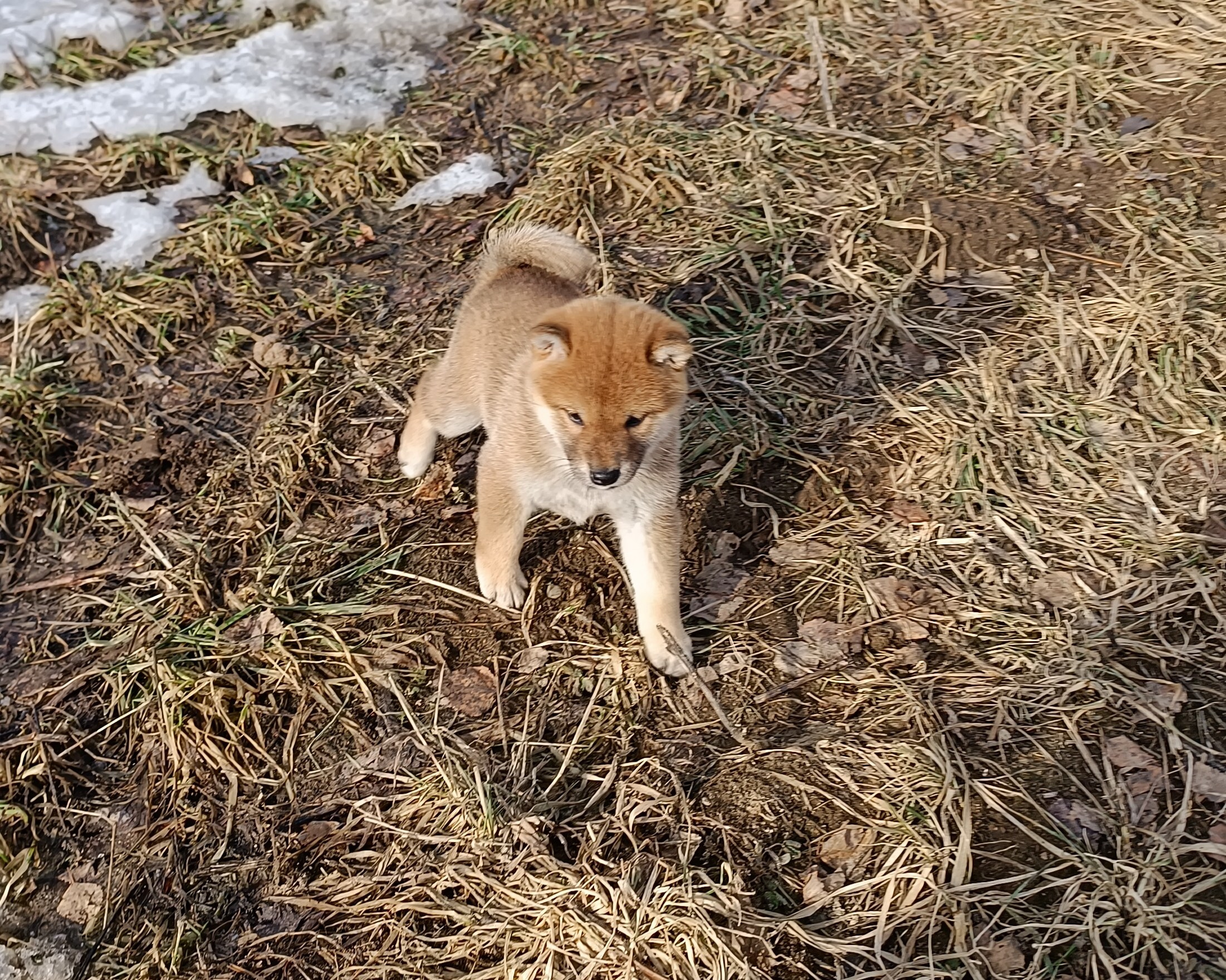 Сиба Rubylight Emma питомник Рубилайт 