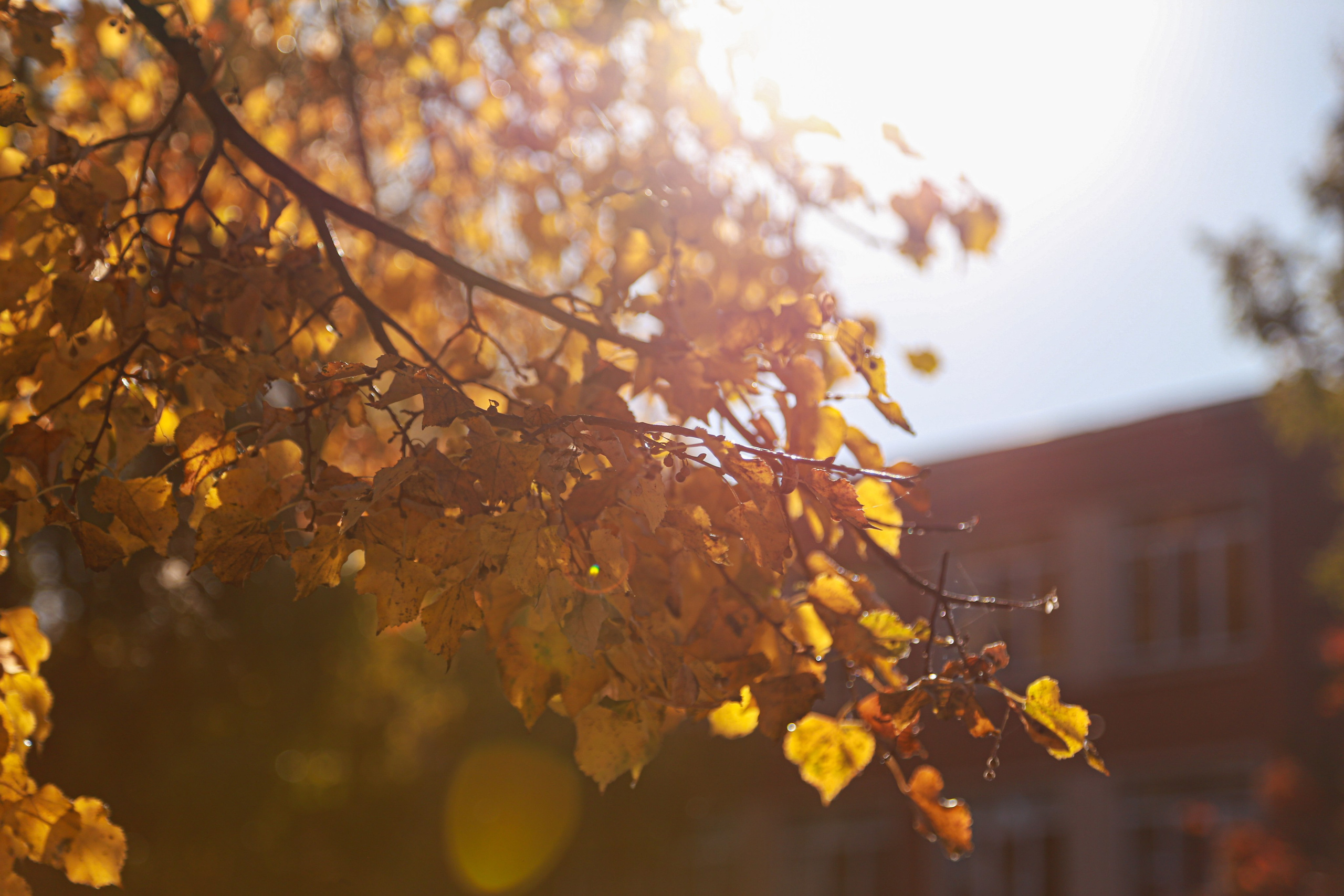 Галерея. Yuri The Photographer