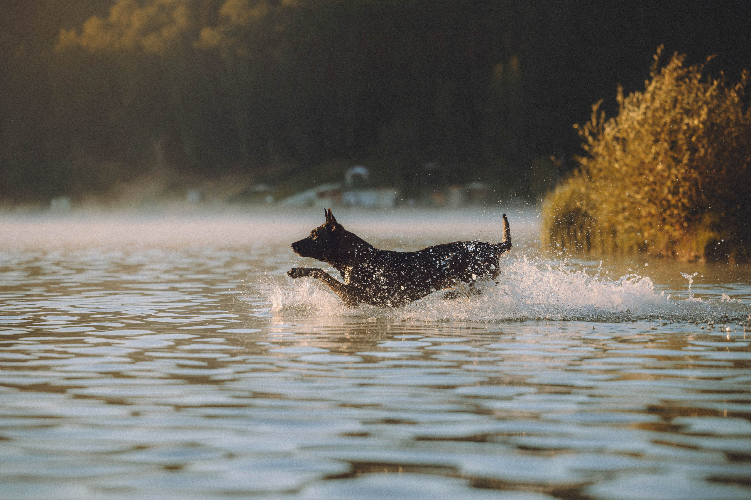 Таня, Ерш и Оллик