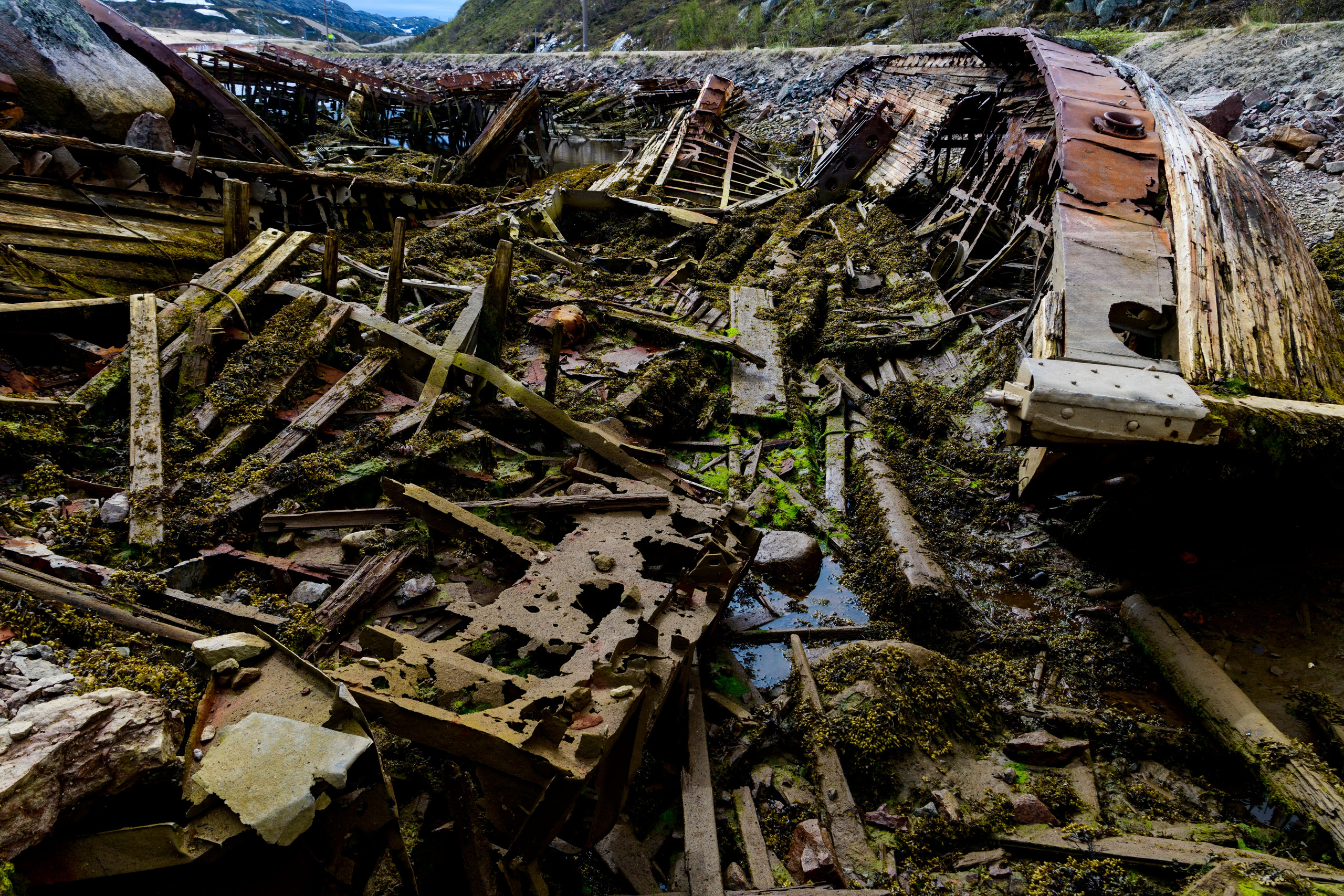 Мурманская область. Июнь 2024. Фотограф Сергей Пупонин