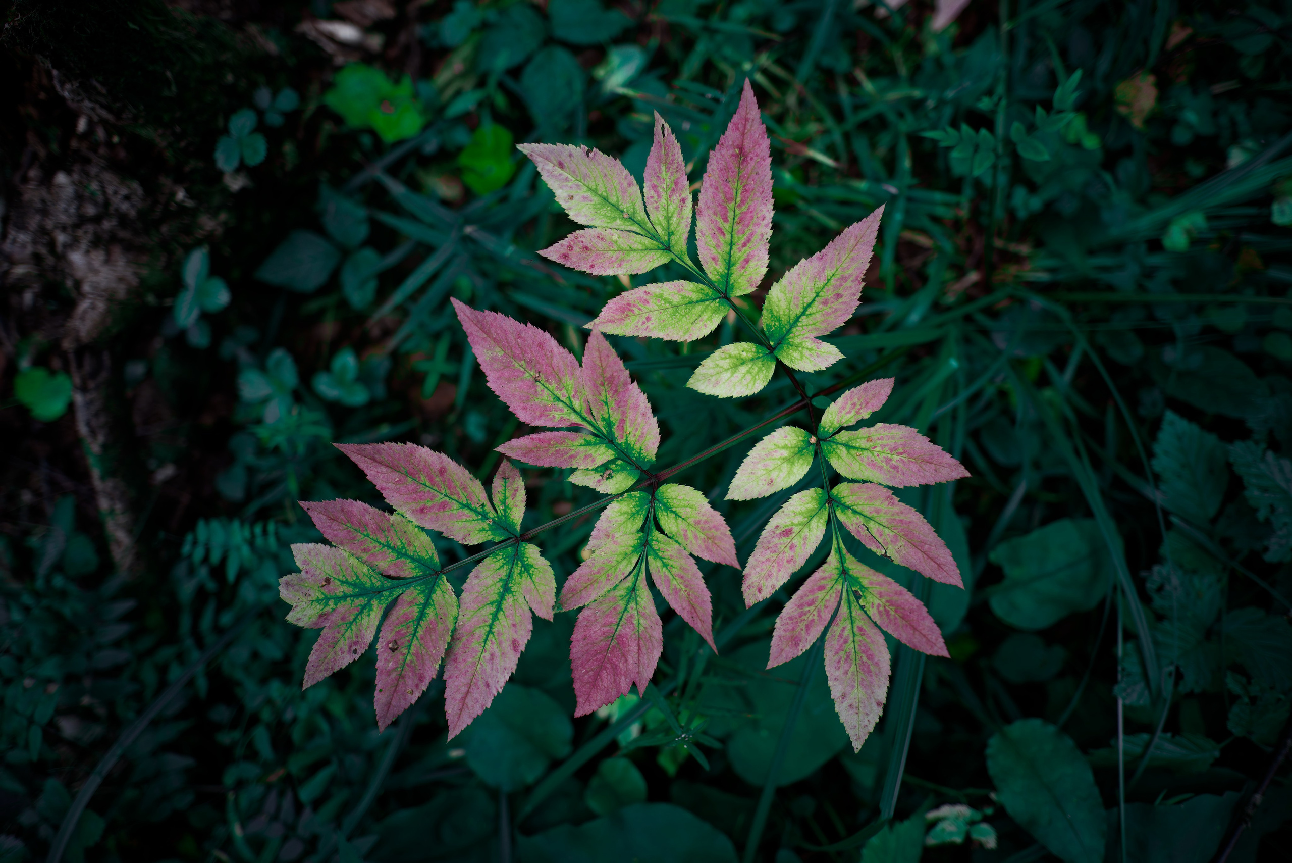 Растения. Семоха Валерий. Фотограф