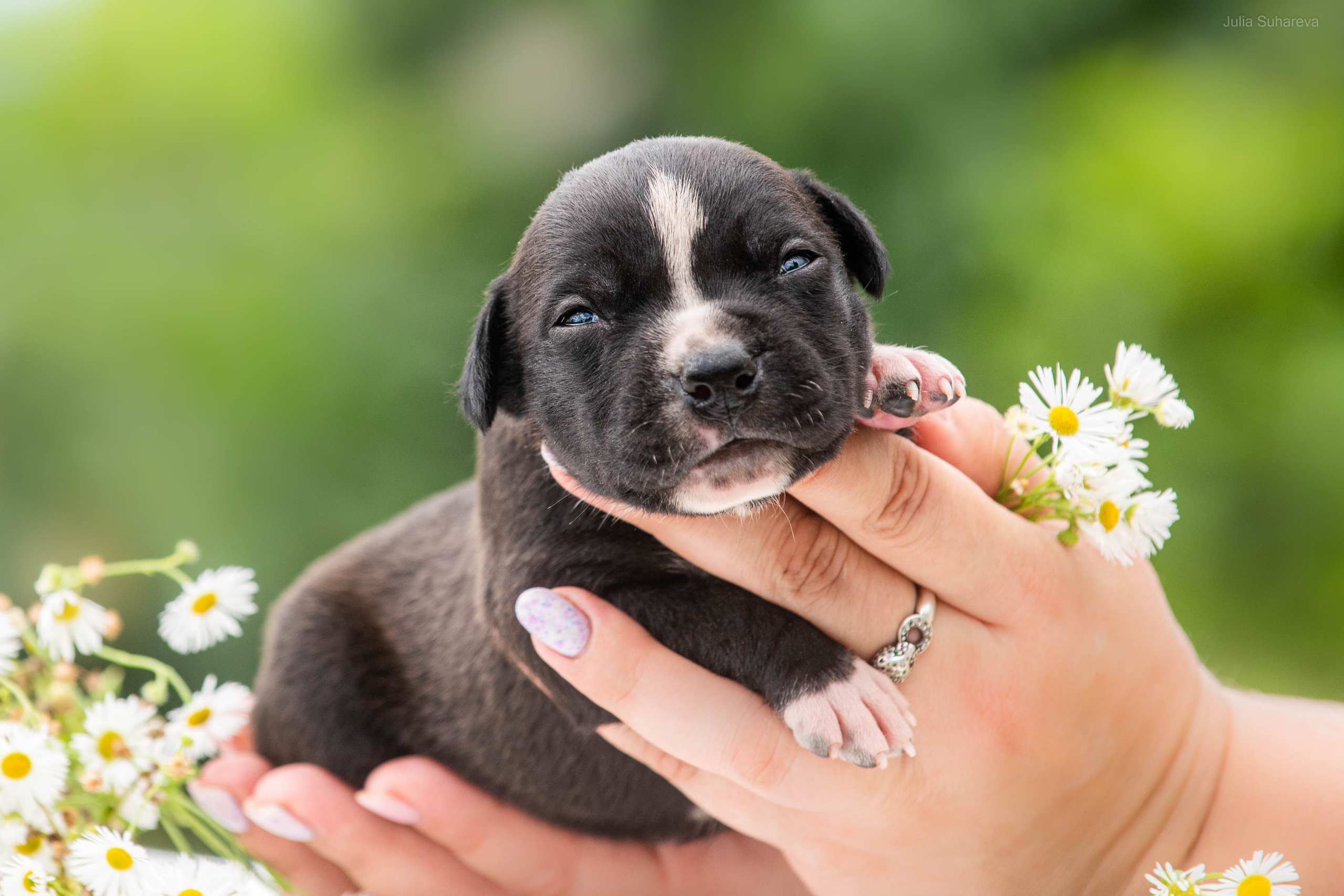 Щенки 2 недели. Главная