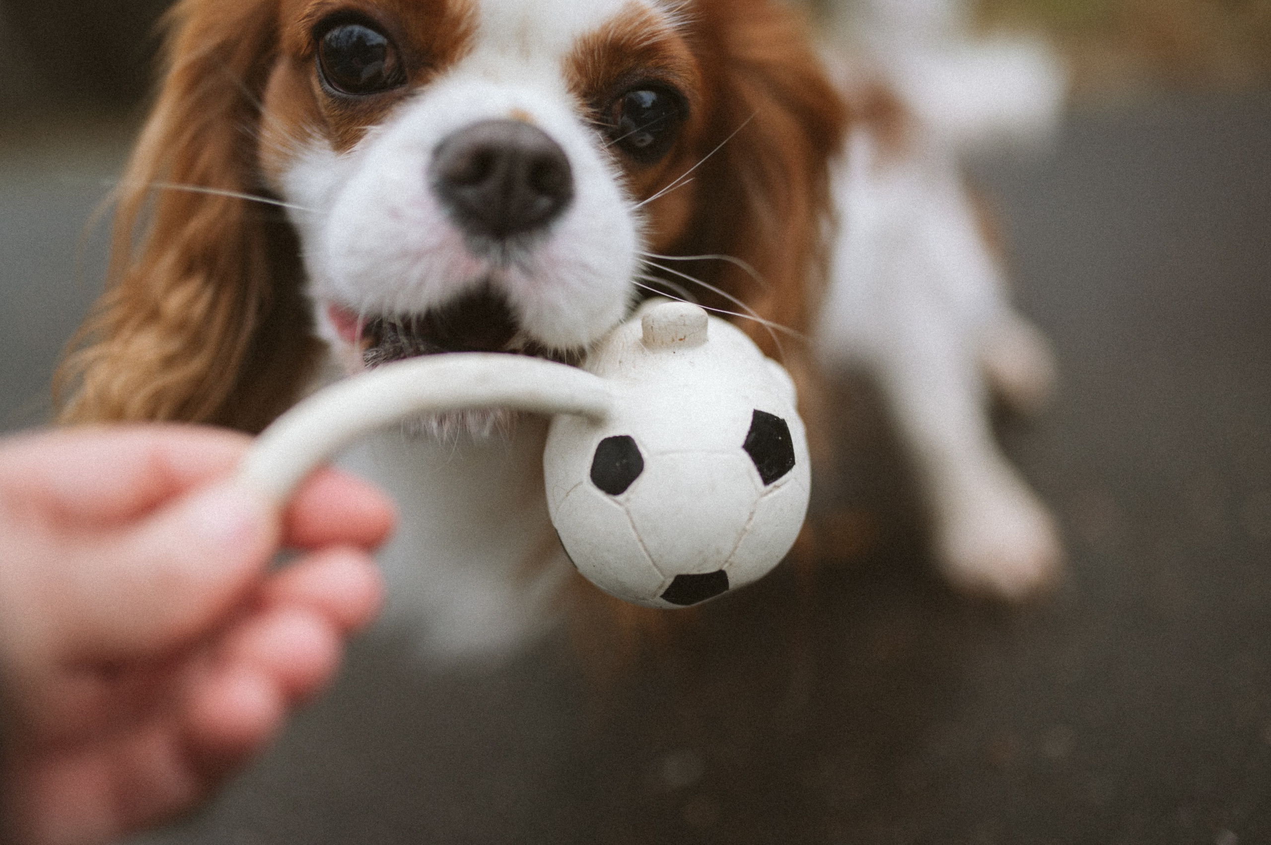 Настя и Тэйлор. Фотограф анималист в Москве Ольга Агушева