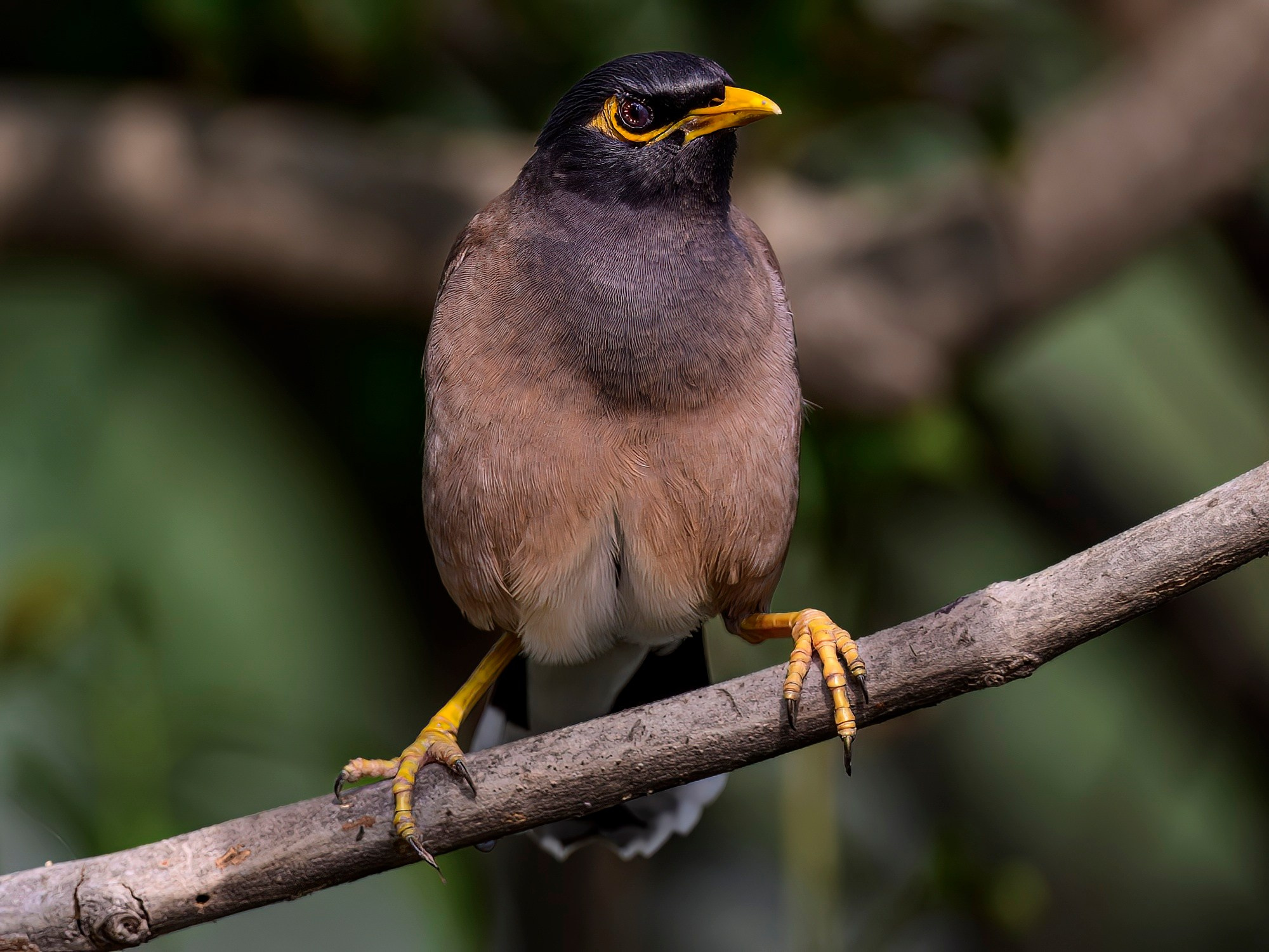 Раджастан, Индия. Wildlife photography by Sergey Puponin
