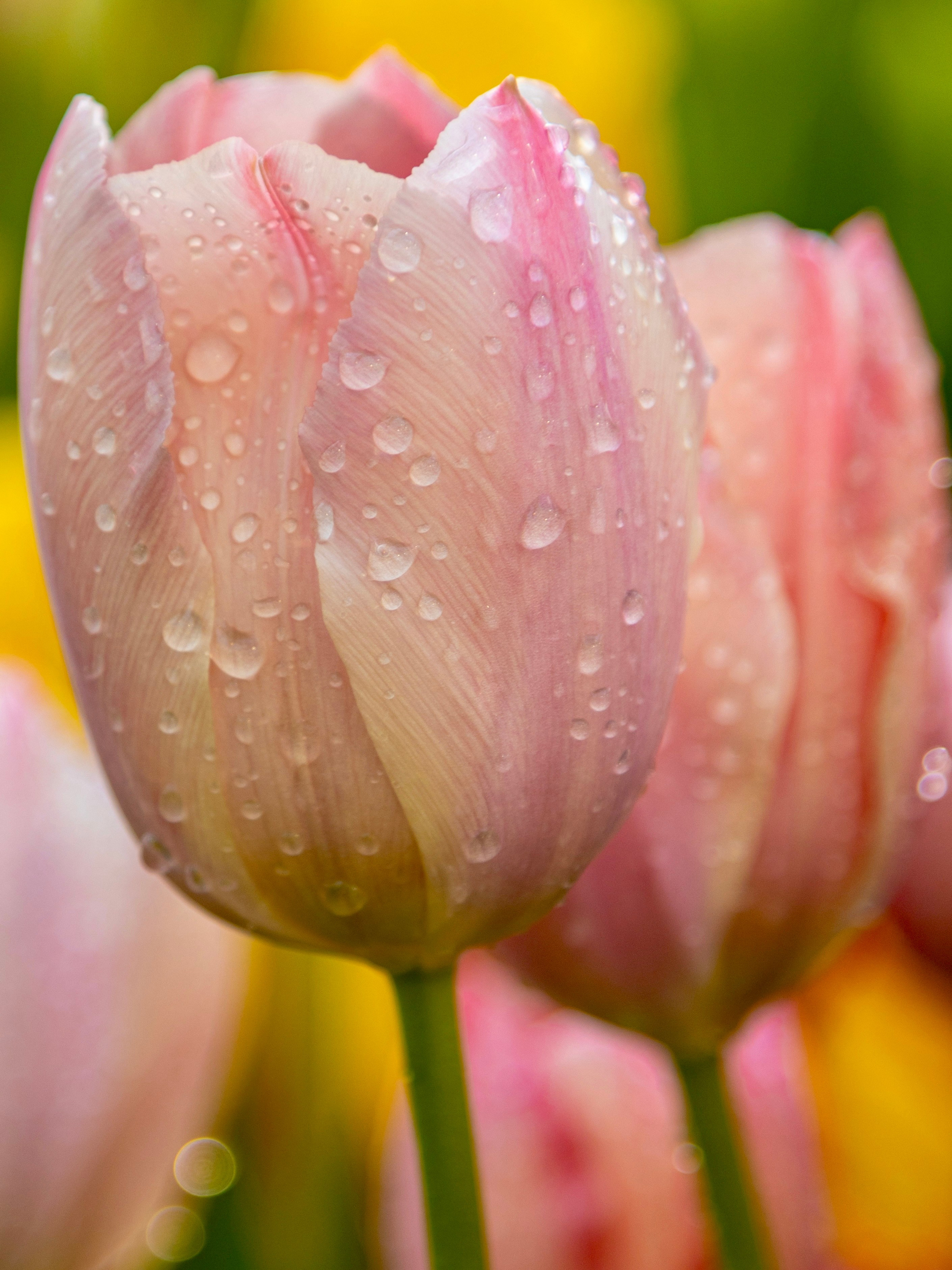 Весенние цветы. Фотосессии и репортаж — Фотограф в Москве — Рина Серёгина