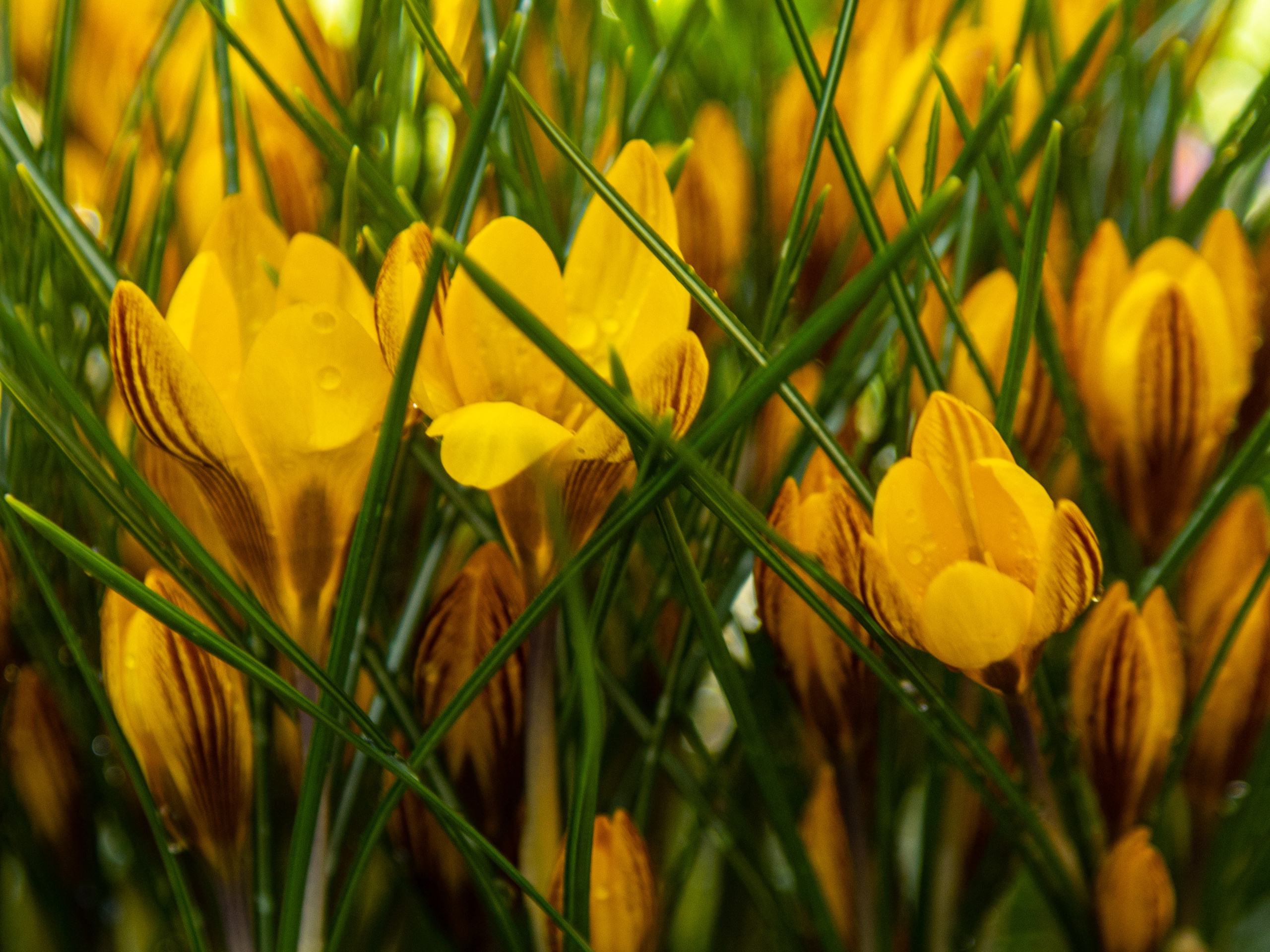 Весенние цветы. Фотосессии и репортаж — Фотограф в Москве — Рина Серёгина