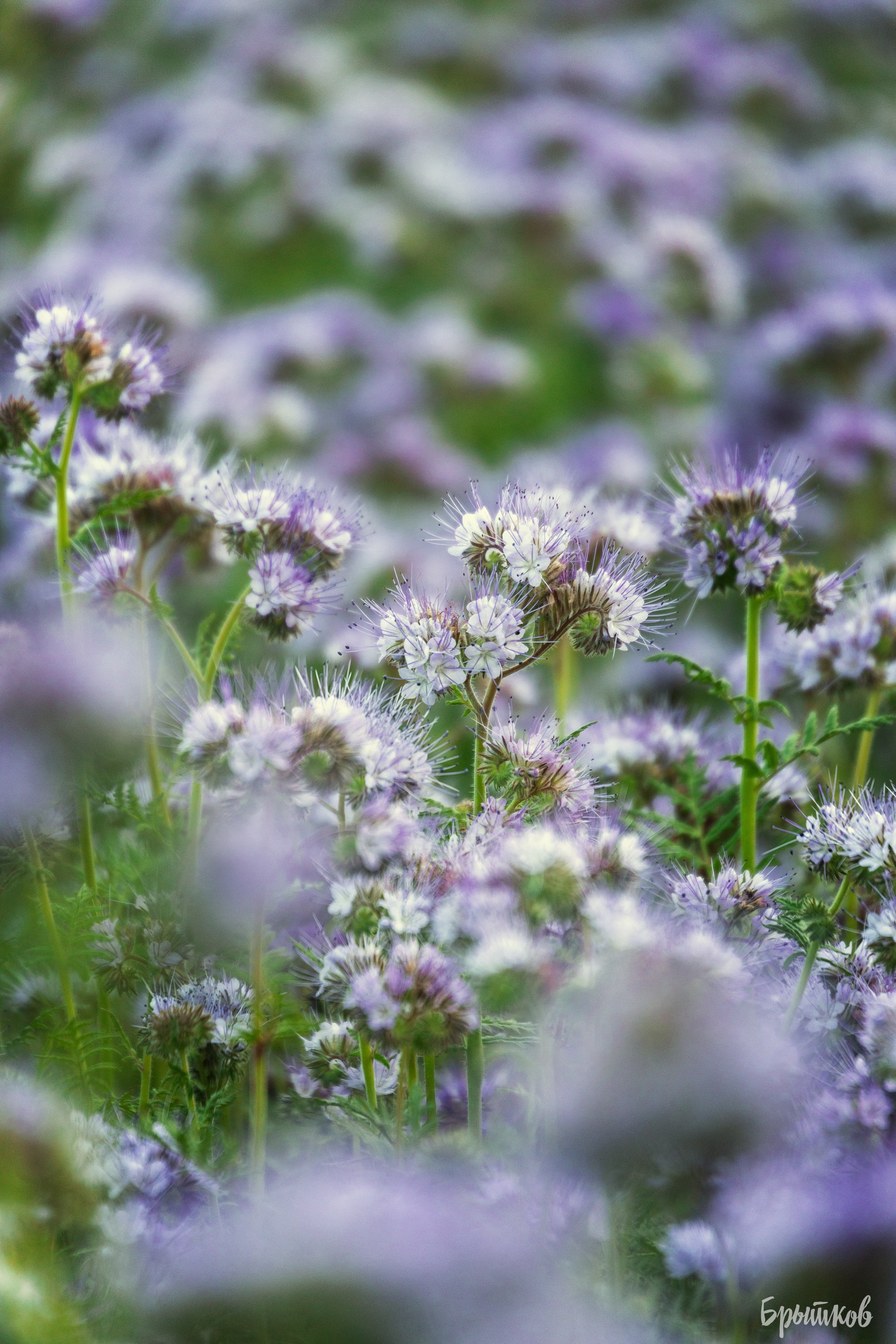 Фацелия. Николай Брытков — фотограф в Туле