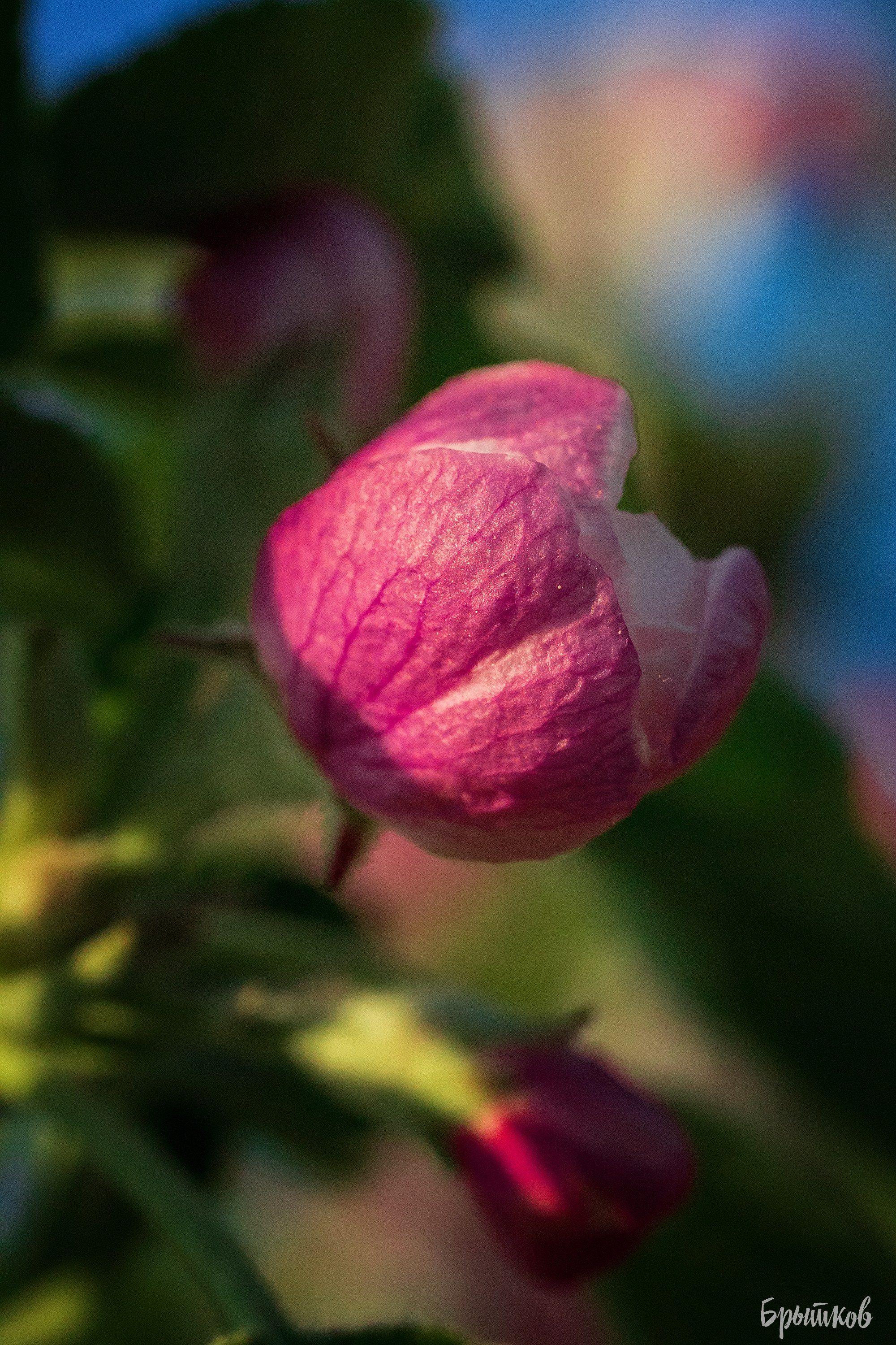Яблоневые сады. Николай Брытков — фотограф в Туле