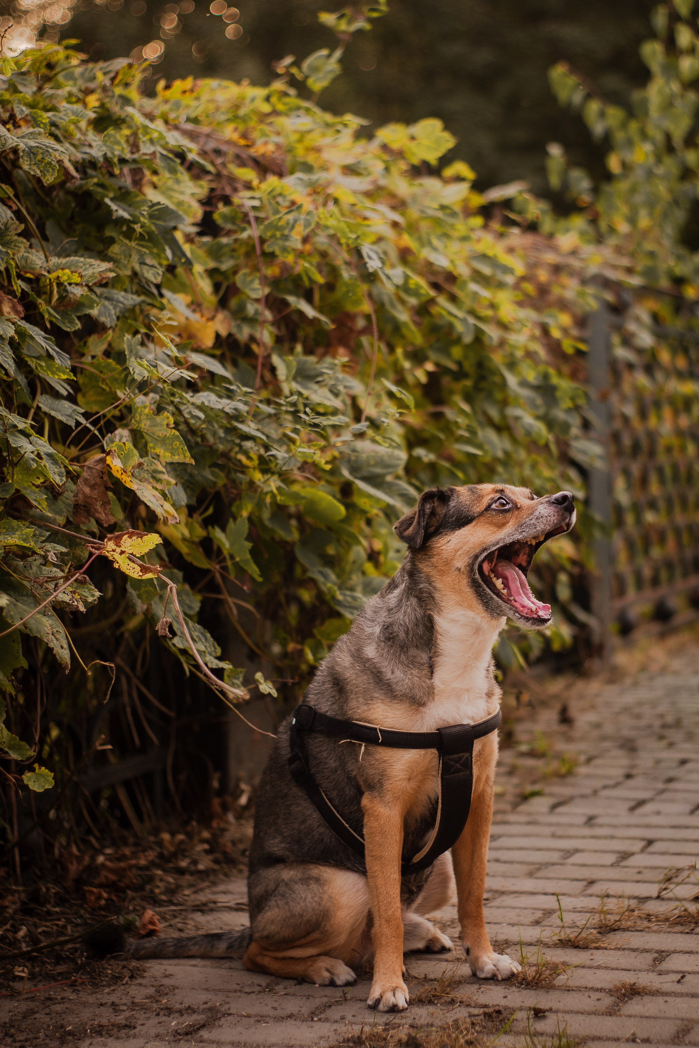 Виктория и Раф. Фотограф-анималист Мария Баркевич | Москва