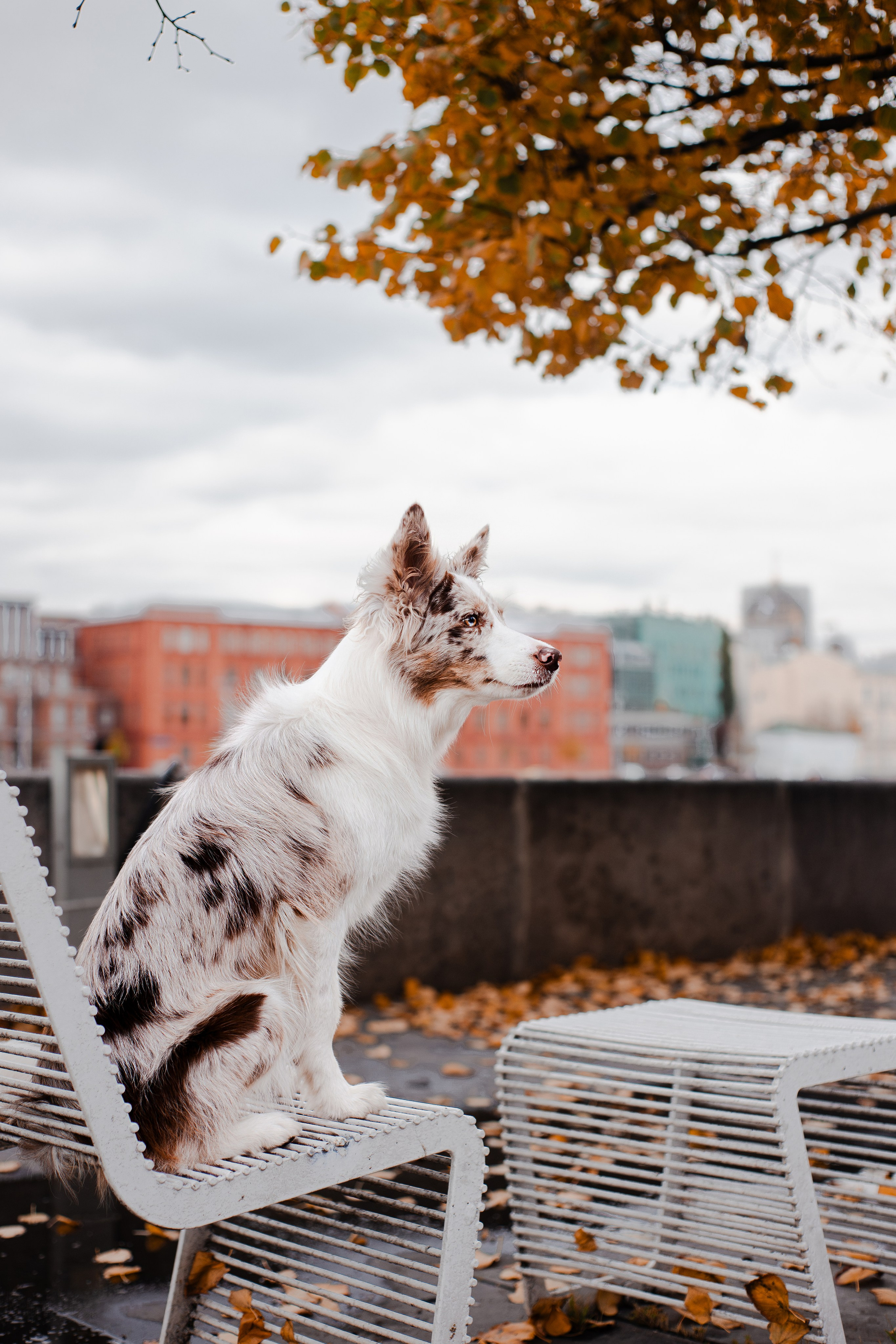 Мария и Утопия. Фотограф-анималист Мария Баркевич | Москва