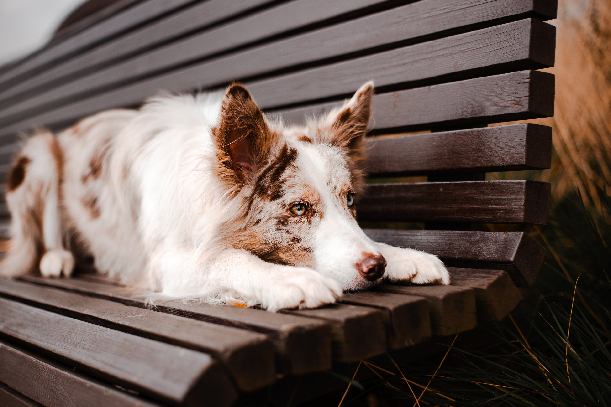 Мария и Утопия. Фотограф-анималист Мария Баркевич | Москва