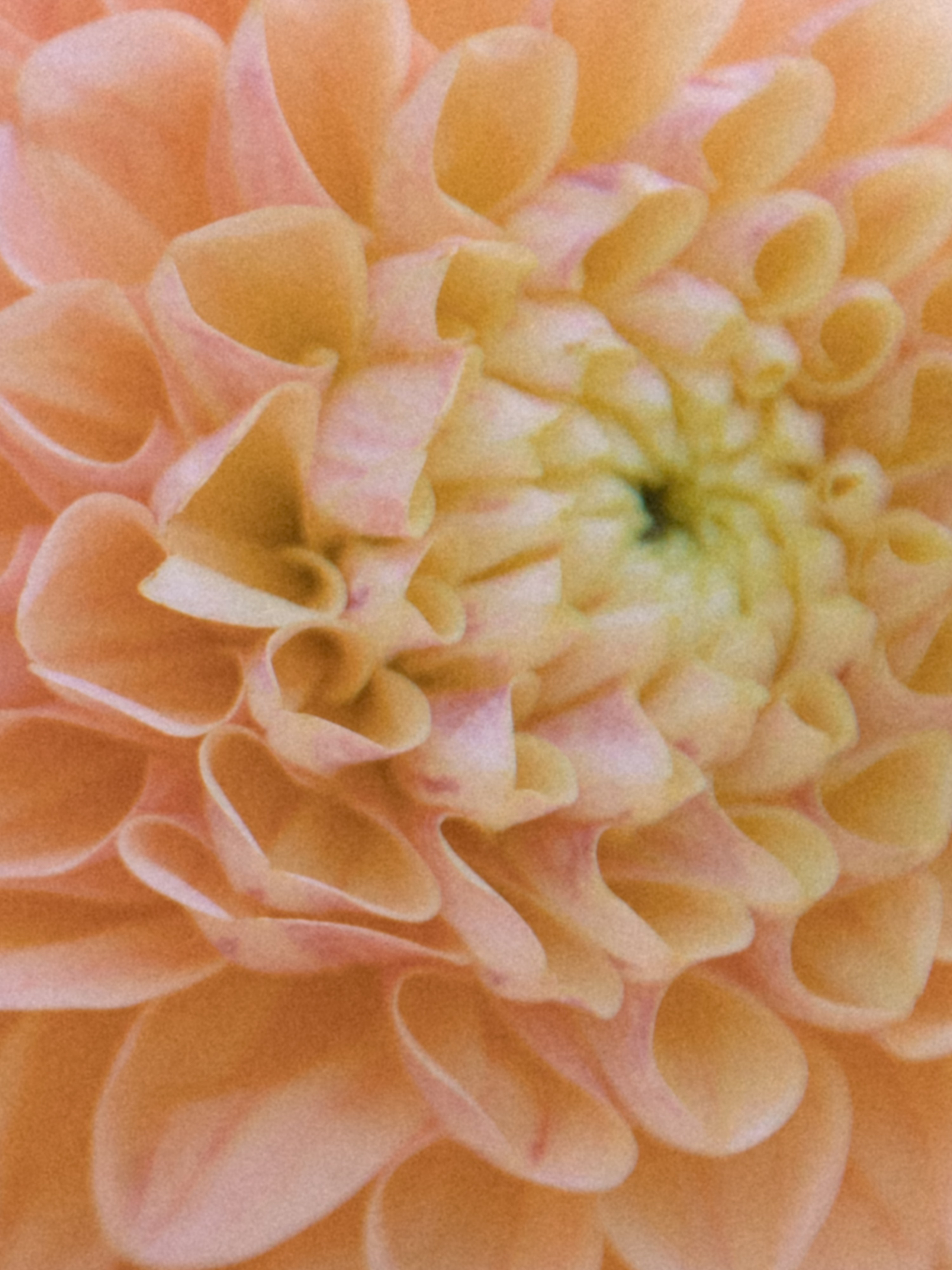 'rcgthtvtyn. Свадебный фотограф Колесников Антон