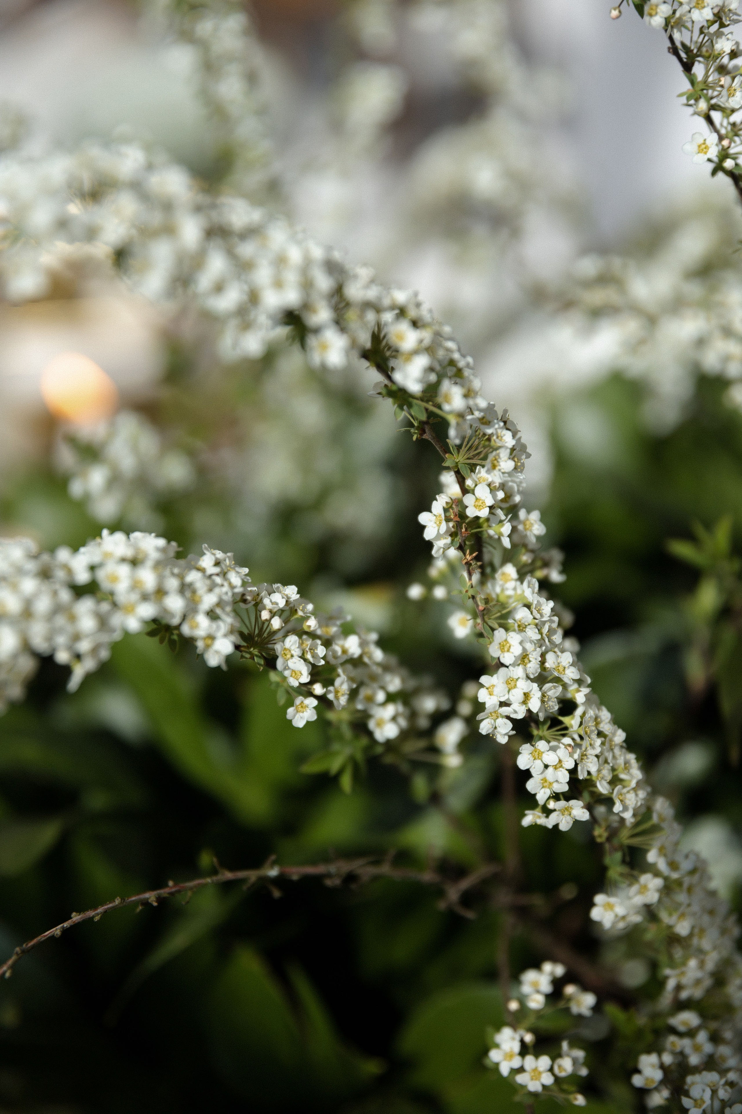 Михаил и Марина. Фотограф Тюмень Пушковская Кристина