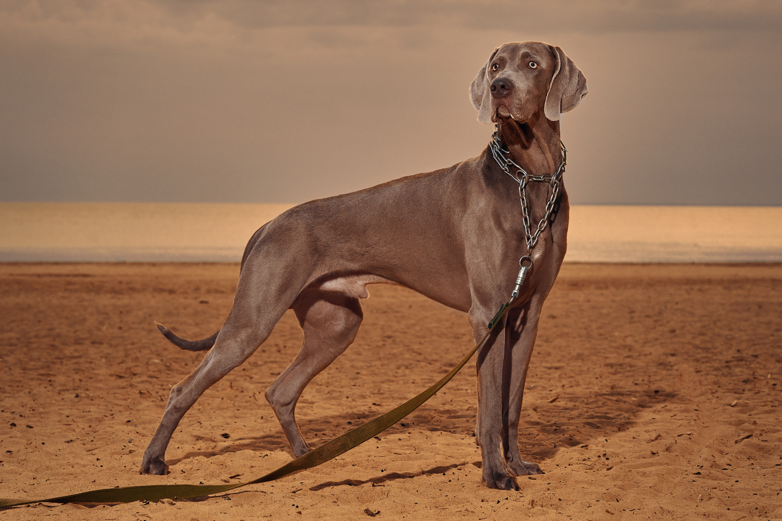 Анималистика. Выездные съемки. Фотограф людей и животных в Санкт-Петербурге Марина Бурмистрова