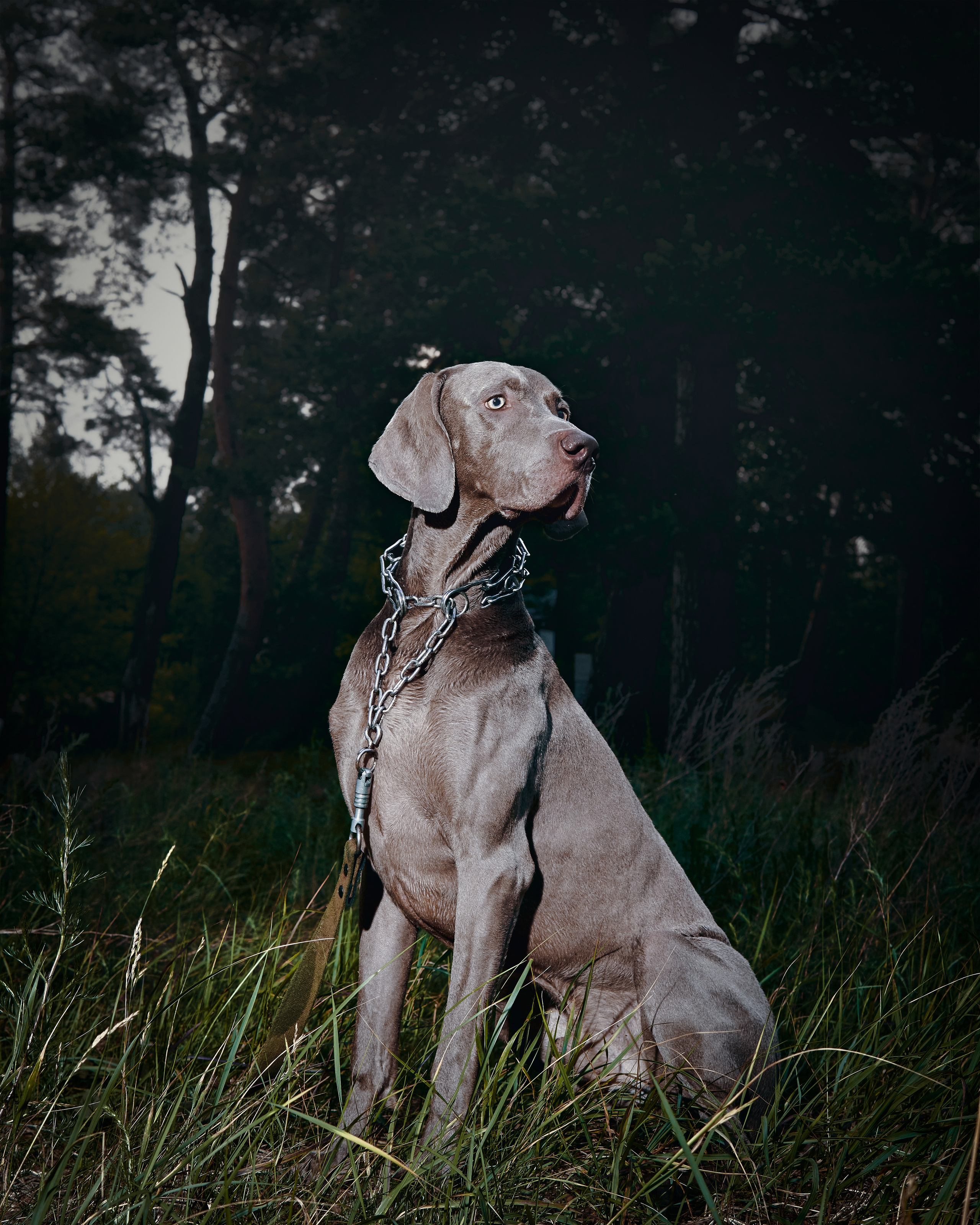 Анималистика. Выездные съемки. Фотограф людей и животных в Санкт-Петербурге Марина Бурмистрова