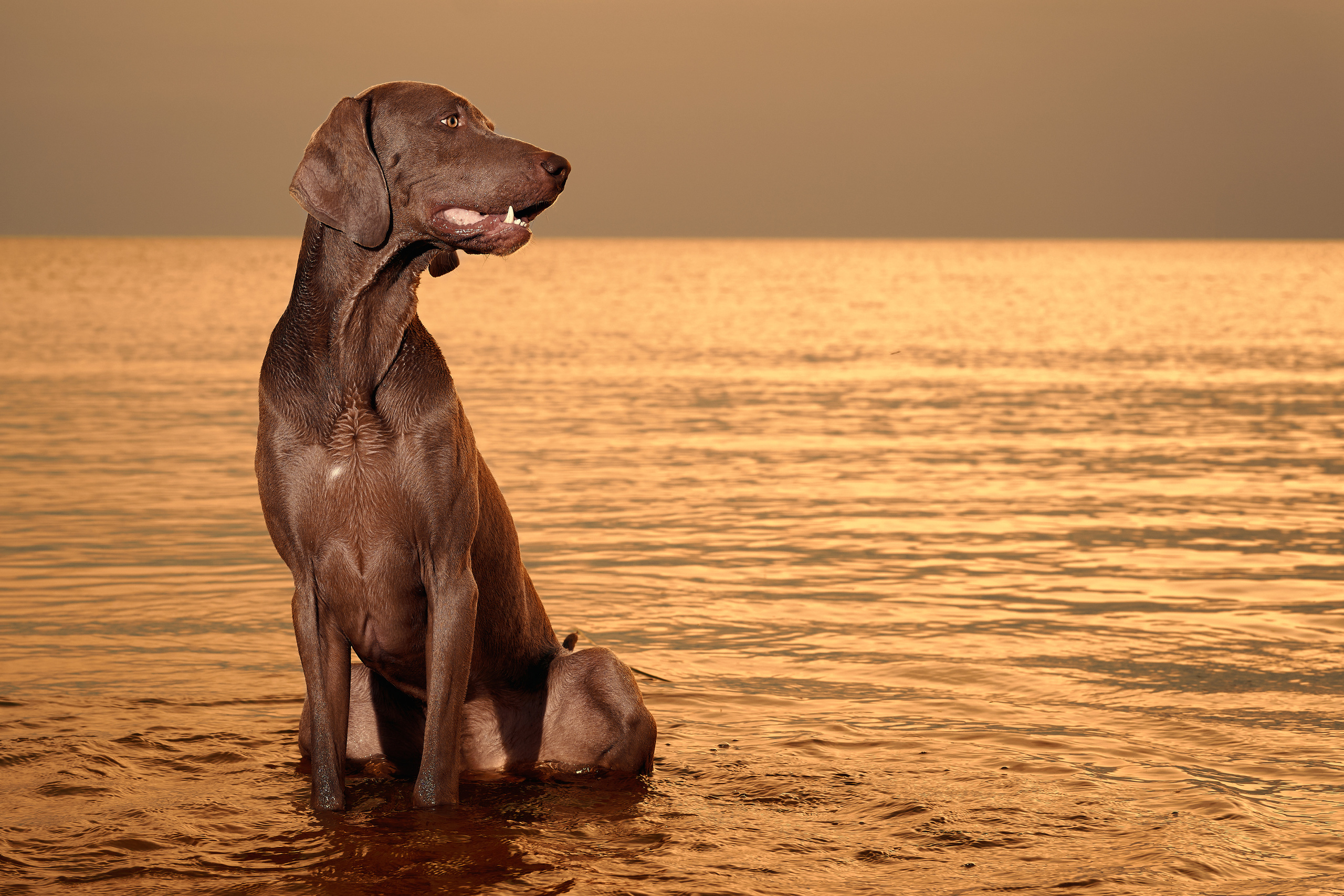 Анималистика. Выездные съемки. Фотограф людей и животных в Санкт-Петербурге Марина Бурмистрова