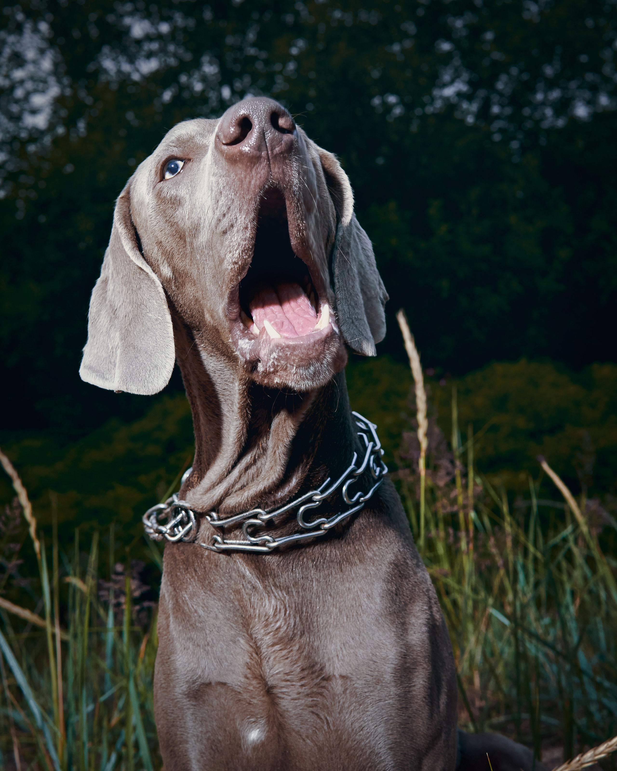 Анималистика. Выездные съемки. Фотограф людей и животных в Санкт-Петербурге Марина Бурмистрова